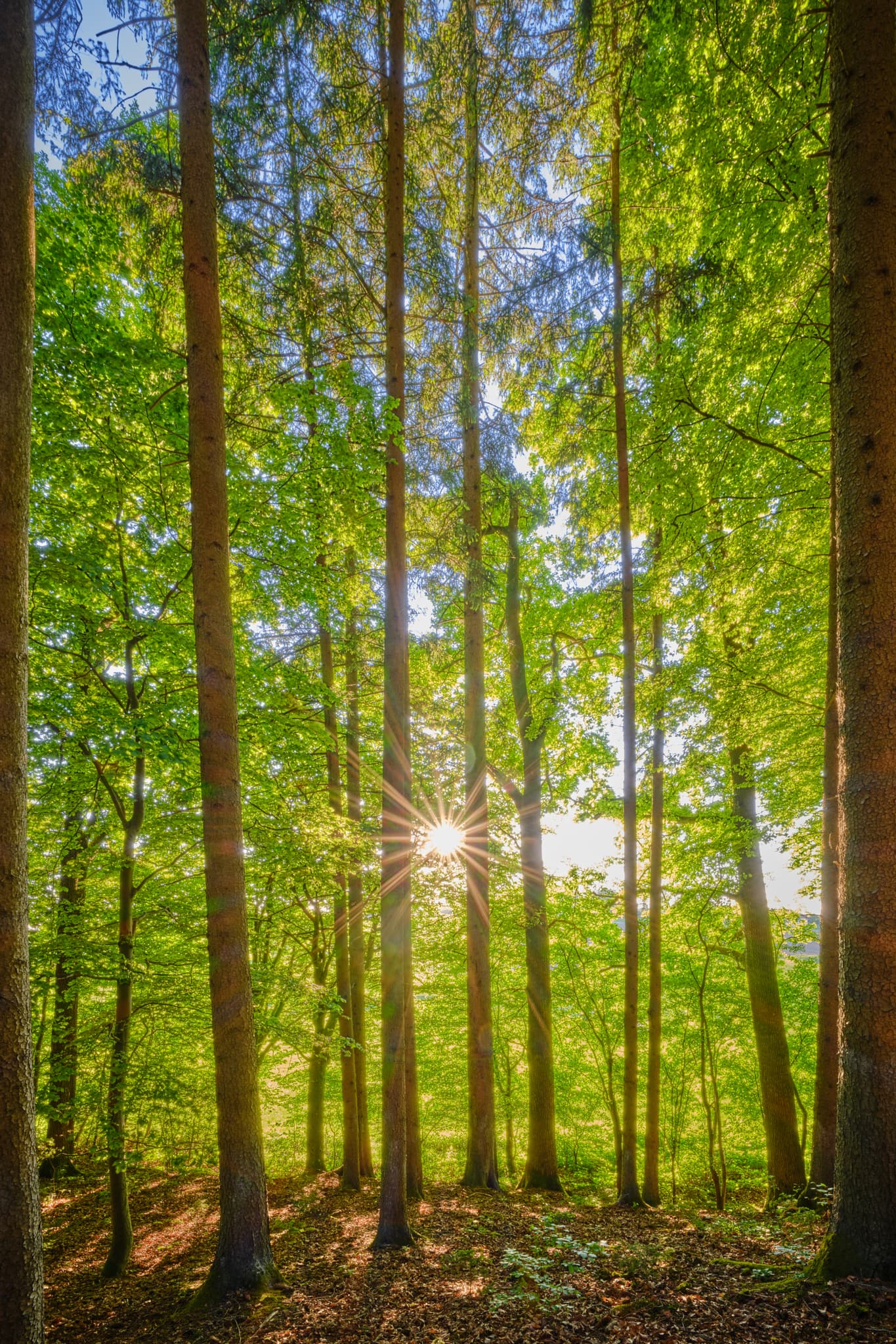 Sonnendurchfluteter Wald mit hohem Baumbestand und strahlender Sonne in Weiherer Arbing, Gemeinde Reischach, Altötting, Oberbayern, Holzland, Deutschland.