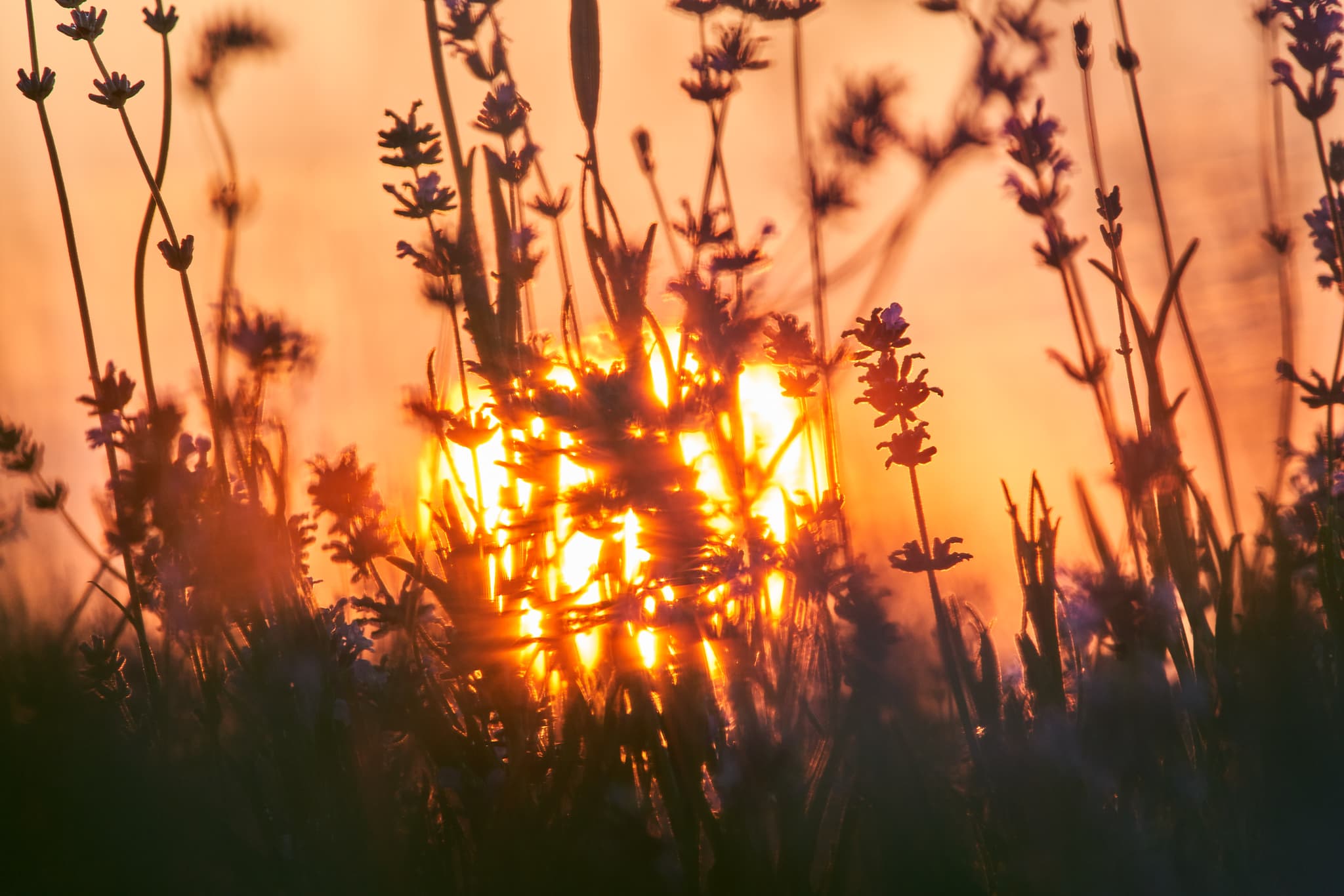 Stimmungsvoller Sonnenuntergang über Lavendelfeld in Adlstraß, Dorfen, Landkreis Erding. Die malerische Landschaft in Oberbayern, zeigt das Münchner Umland.