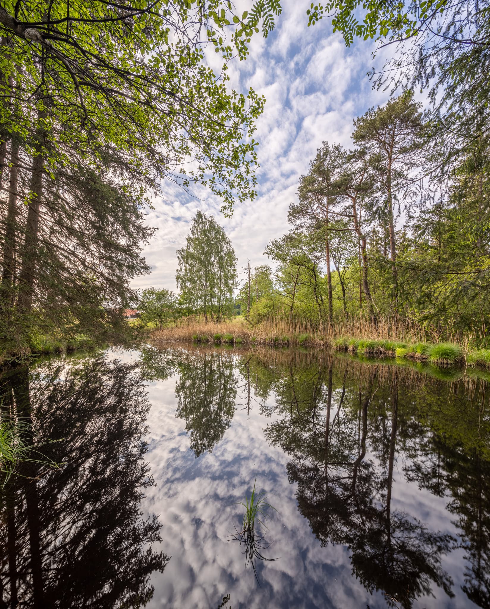 Todeiskesselweg, Wasser spiegelnd Bäume und Himmel. Friedliche Naturlandschaft in Haag, Mühldorf am Inn, Oberbayern, Inn-Salzach, Deutschland.
