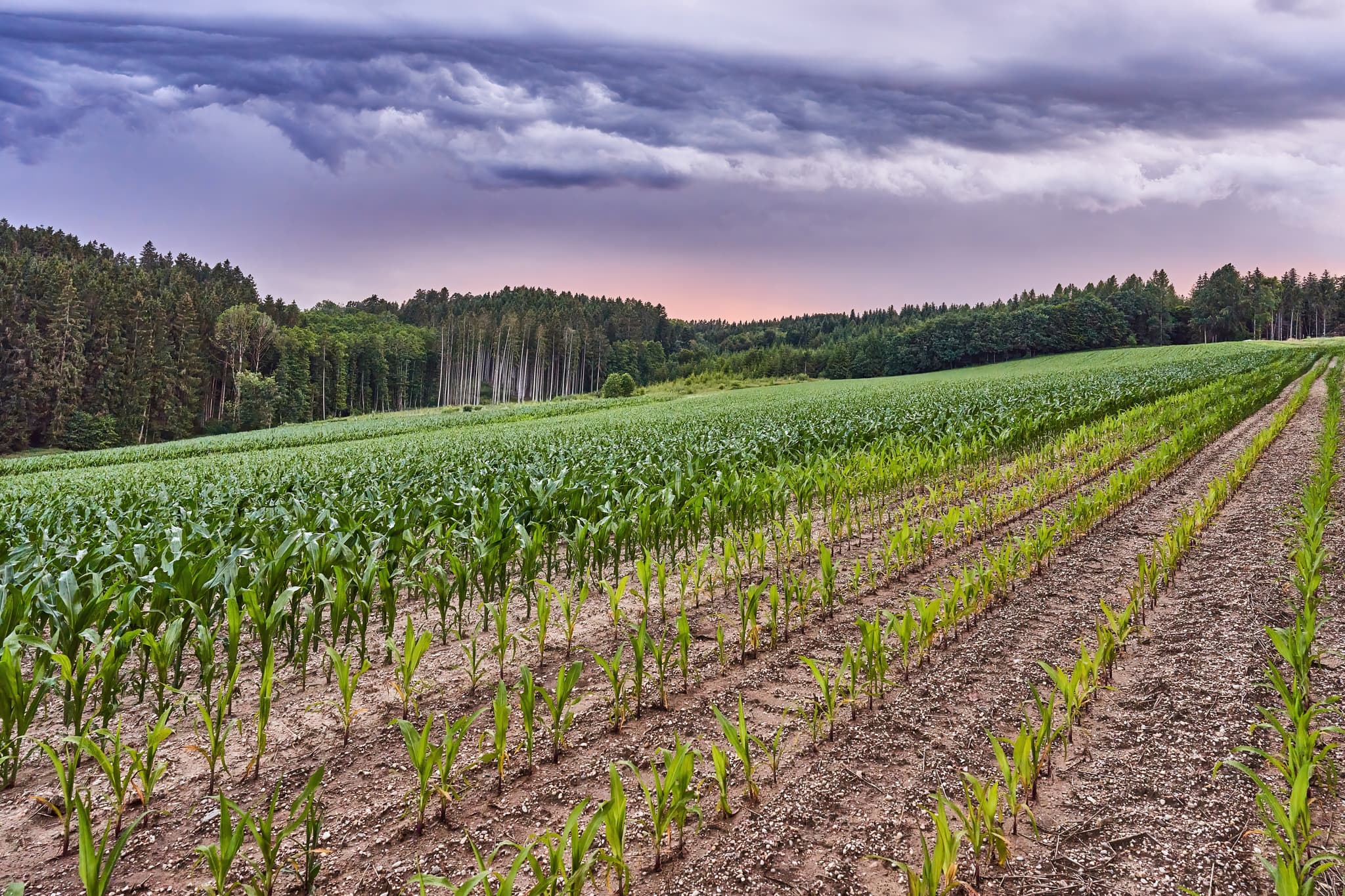 Weites Maisfeld in Oberthal, Gemeinde Reischach, Altötting, Oberbayern, Deutschland. Im Hintergrund Wald und dramatische Wolken.