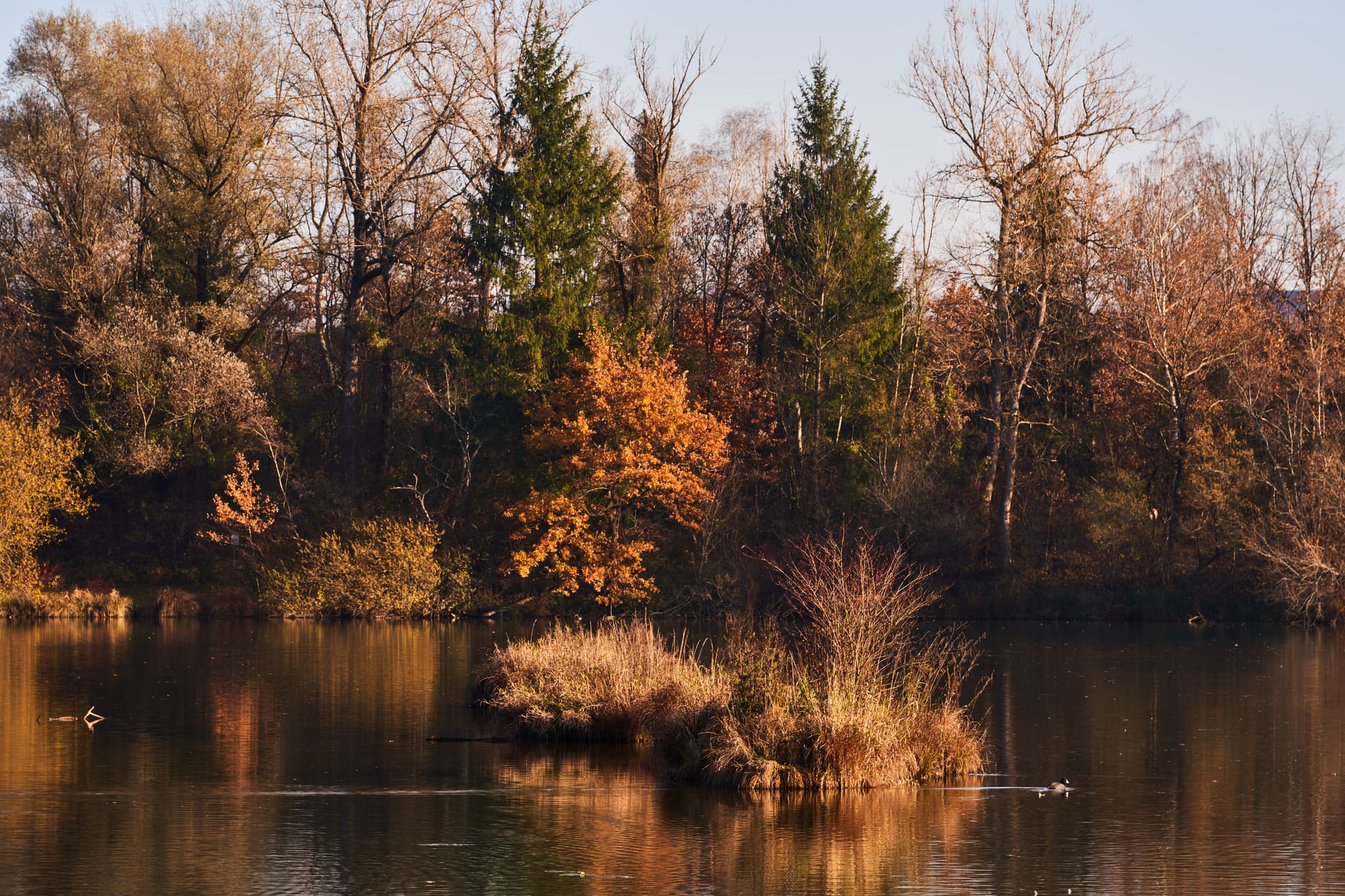 Der Waldsee Lago Herbst bei Kirchdorf am Inn, Landkreis Rottal-Inn, Niederbayern. Eine kleine Insel und herbstliche Bäume prägen die ruhige Seenlandschaft.