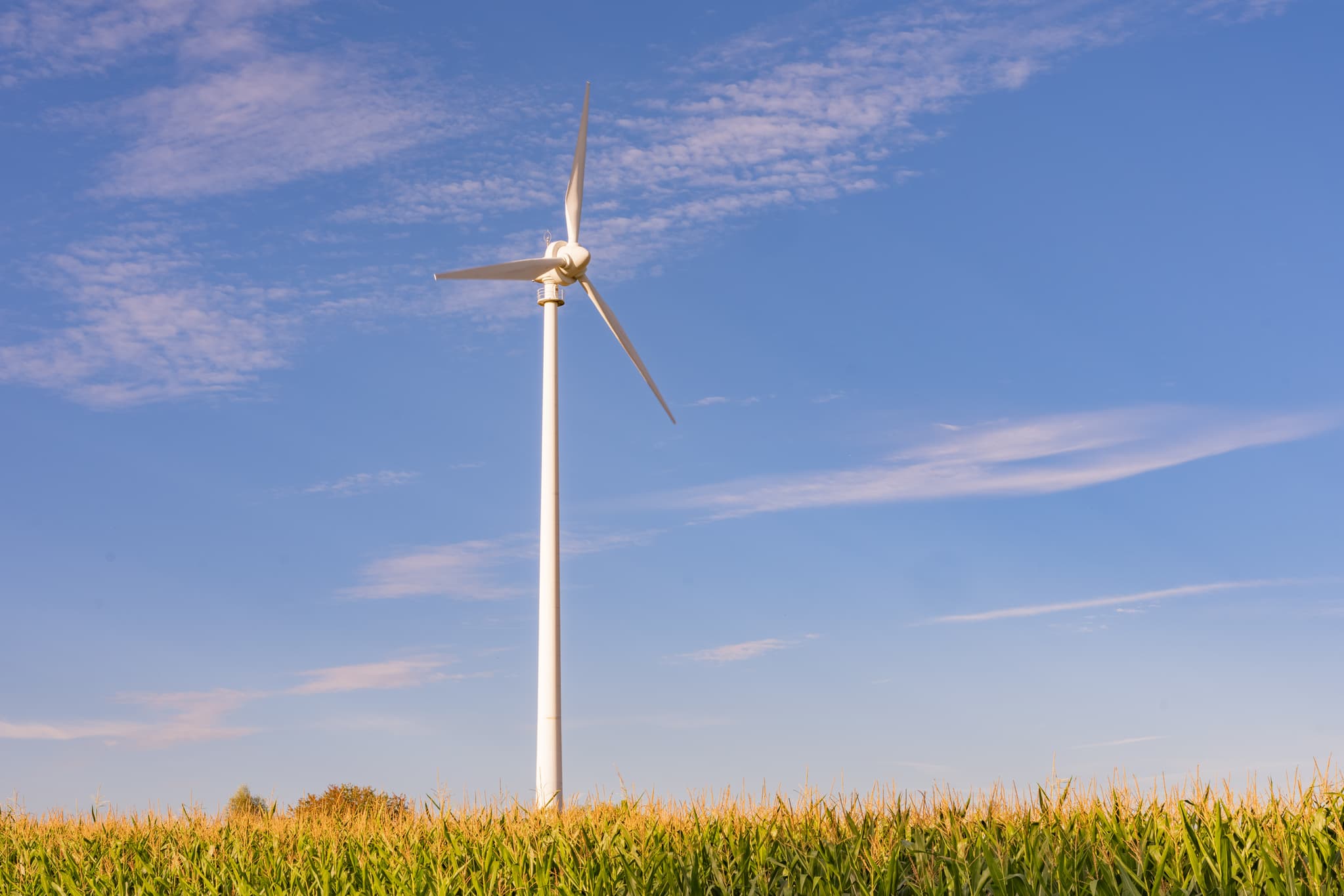 Windpark in Dirnaich, Gangkofen, Landkreis Rottal-Inn, Niederbayern. Moderne Energieanlage in weitem Maisfeld im Holzland, Deutschland, unter blauem Himmel.