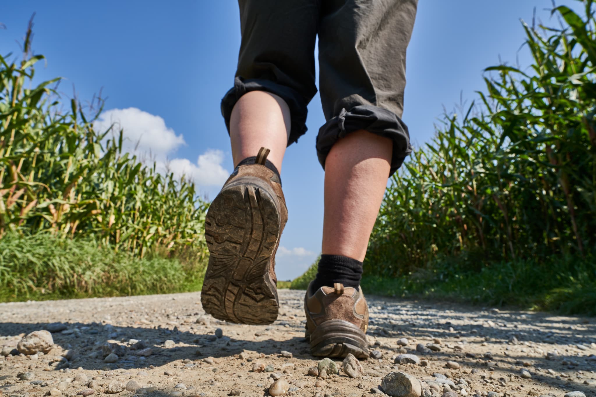 Wanderer auf Feldweg zwischen Maisfeldern unter klarem Himmel in Enhofen, Winhöring, Landkreis Altötting, Oberbayern, Inn-Salzach, Deutschland.