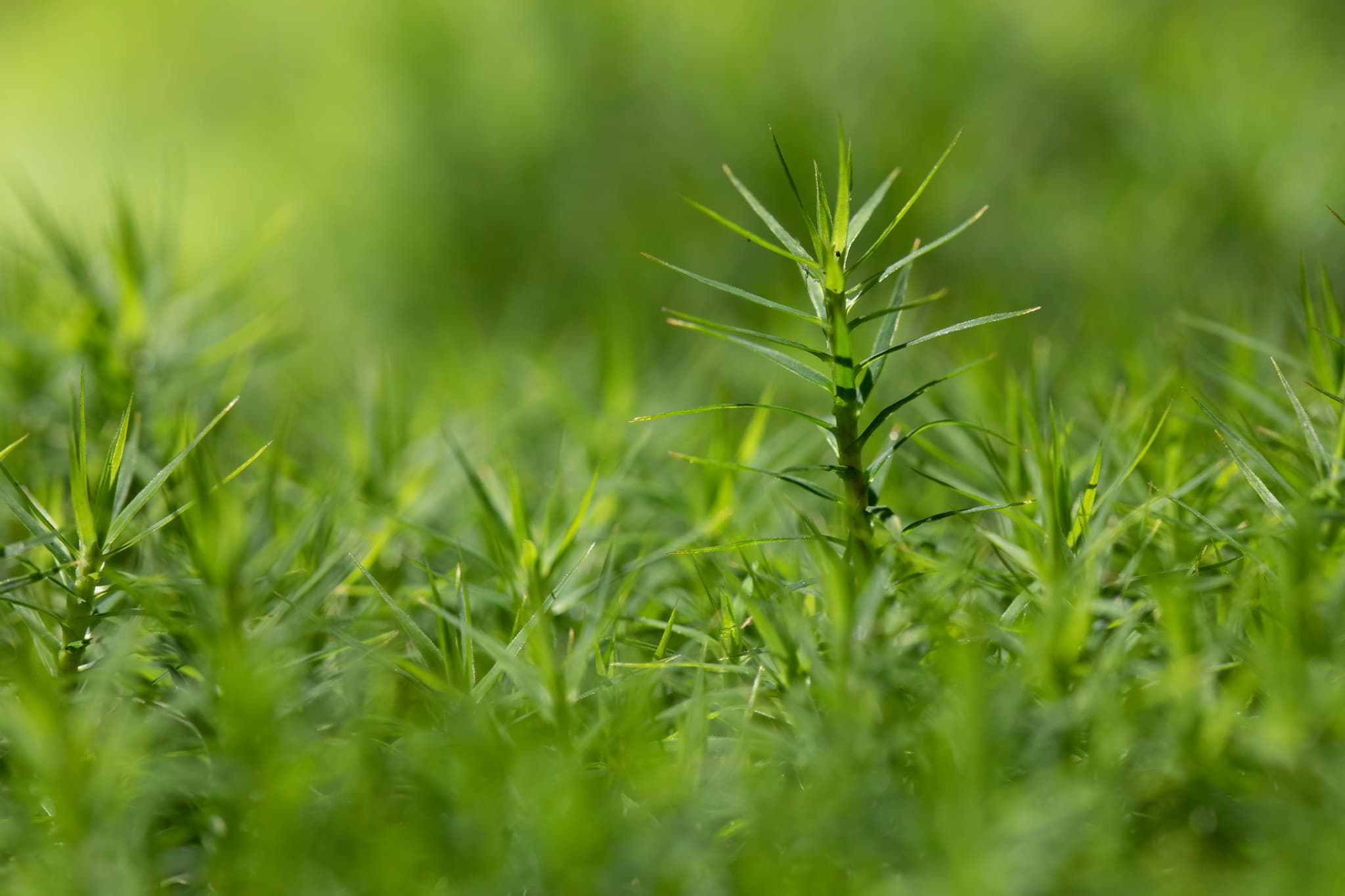 Nahaufnahme von Moos in Voglarn, Triftern, Rottal-Inn, Niederbayern, Holzland, Bäderdrieck, Deutschland. Das Bild zeigt detailliert die Struktur des Mooses.