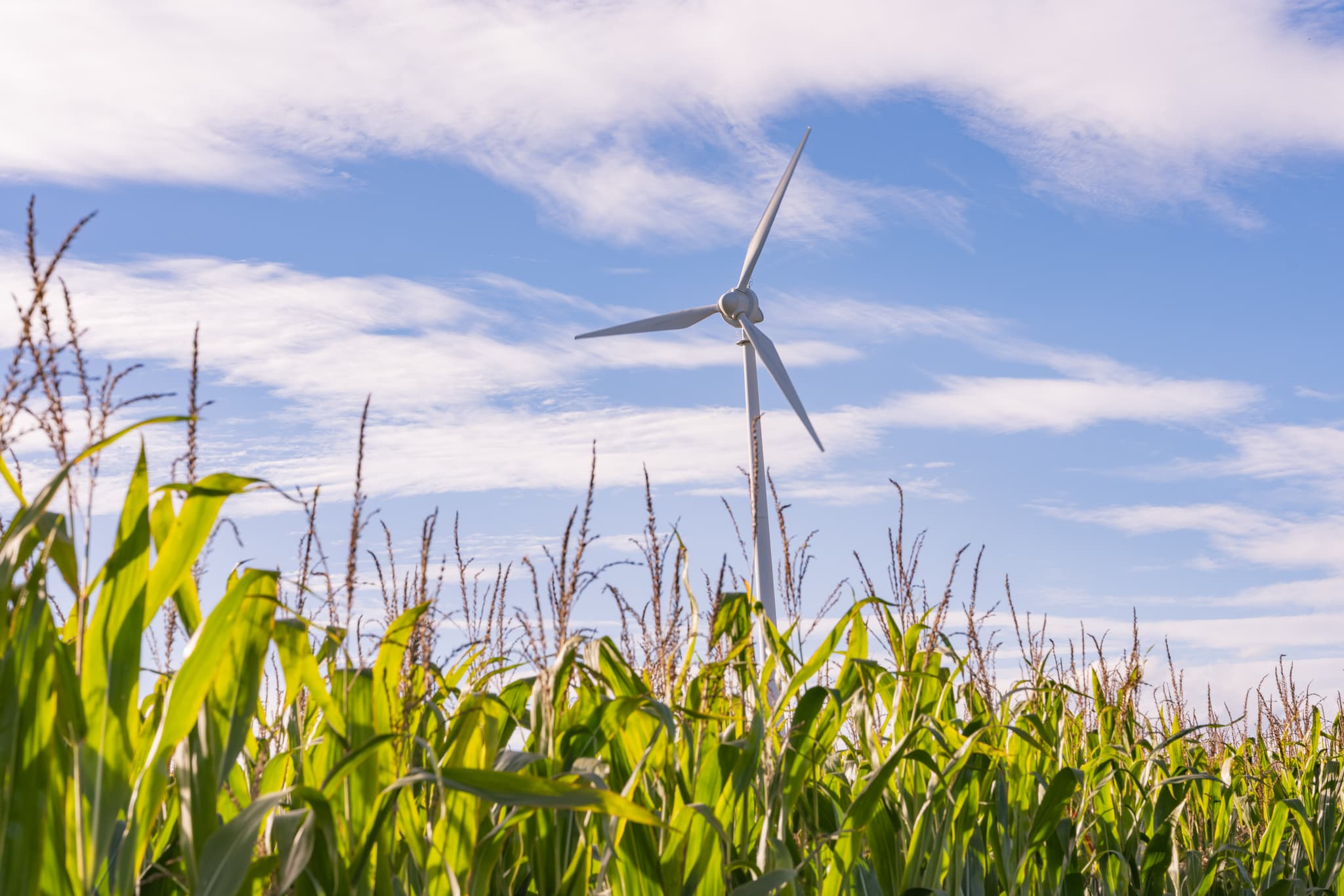 Windrd bei Dirnaich, Gangkofen, Rottal-Inn, Niederbayern, Deutschland. Eine Windkraftanlage steht in einem Maisfeld unter weitem Himmel in der Region Holzland.