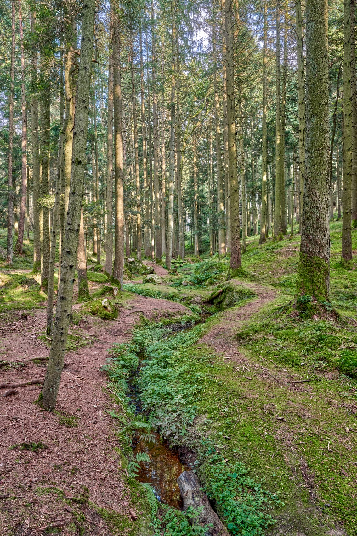 Waldgebiet mit Bachlauf in Voglarn bei Triftern, Rottal-Inn, Niederbayern, Holzland, Bäderdreieck, Deutschland.