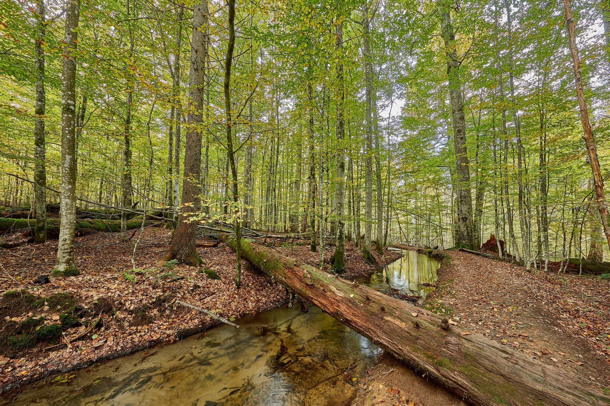 Waldbach im Hans-Watzlik-Hain Kanal bei Bayerisch Eisenstein, Landkreis Regen, Niederbayern, Deutschland. Typische Landschaft Bayerischer Wald.