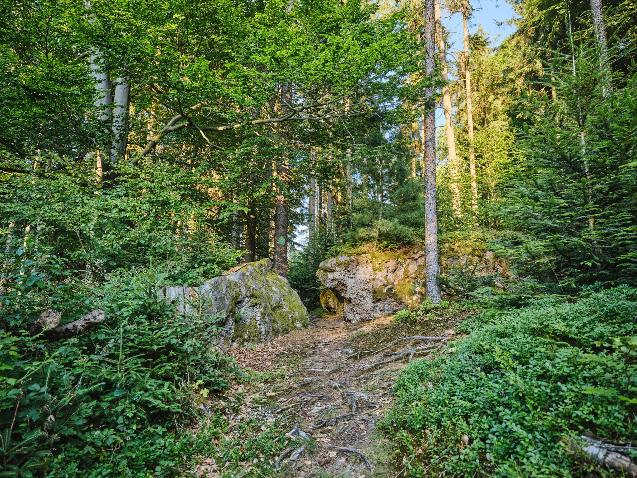 Waldweg zum Kultstein mit Felsen in St. Salvator, Bad Griesbach, Landkreis Passau, Niederbayern. Bewachsener Pfad durch einen dichten Wald mit großen Steinen.