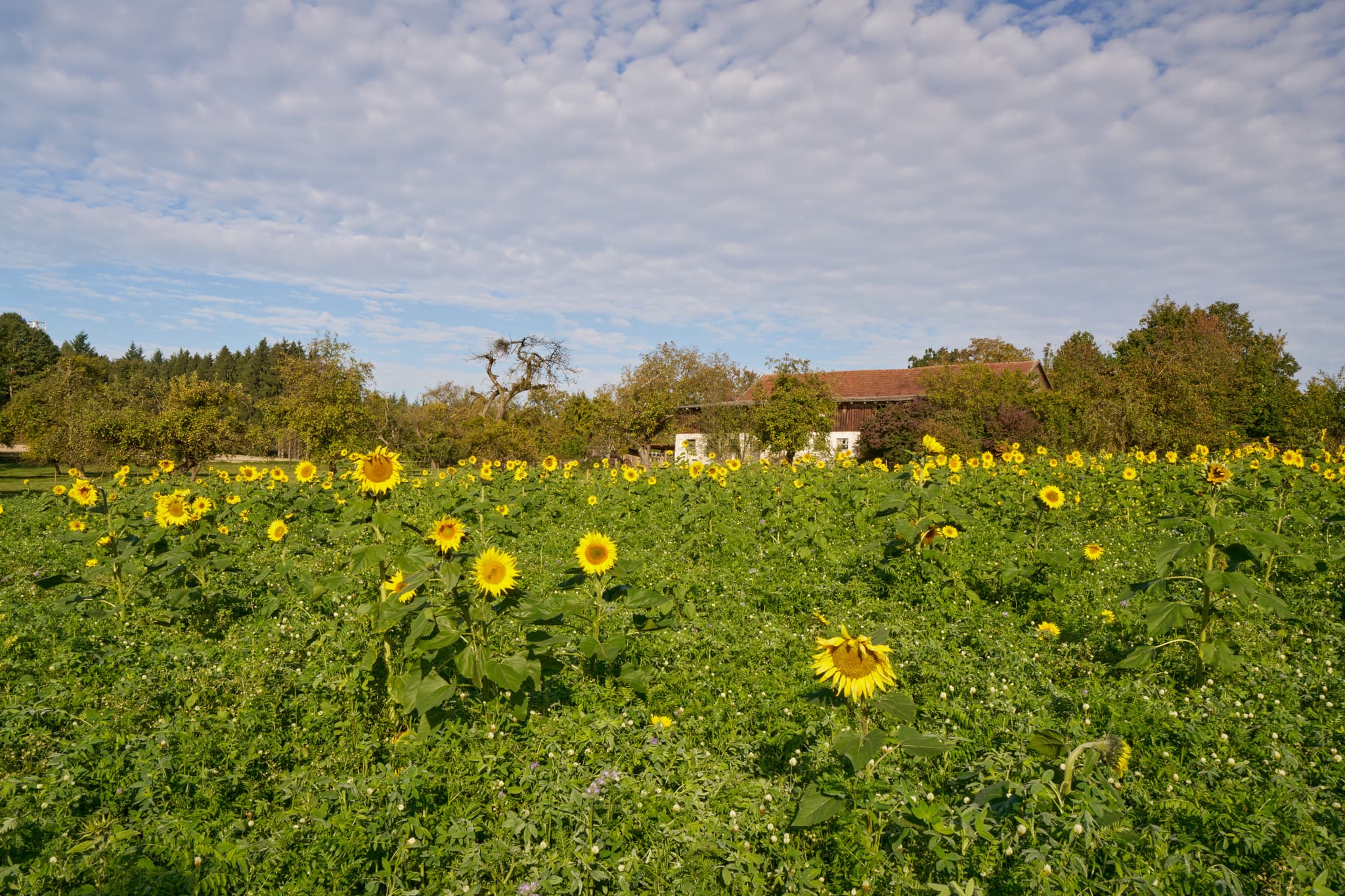 Ein malerisches Sonnenblumenfeld im Kurpark der Therme Bad Griesbach im Landkreis Passau, Niederbayern, Deutschland. Einladende Landschaft im Bäderdreieck.