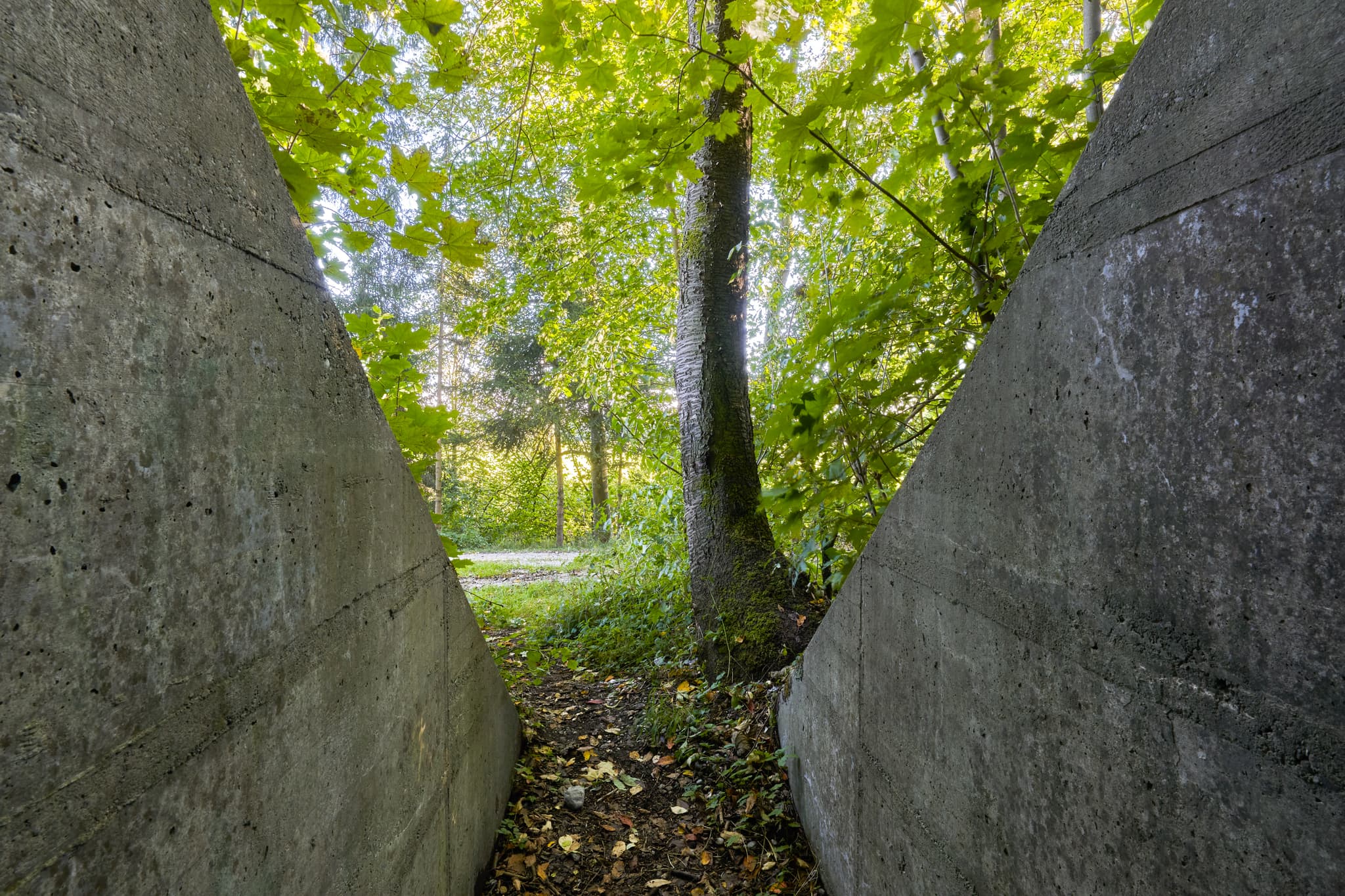 Eine alte Bunkeranlage in Ecksberg Altmühldorf, Mühldorf am Inn, Oberbayern, Inn-Salzach, Deutschland. Massive Betonwände umrahmen einen bewachsenen Waldweg.