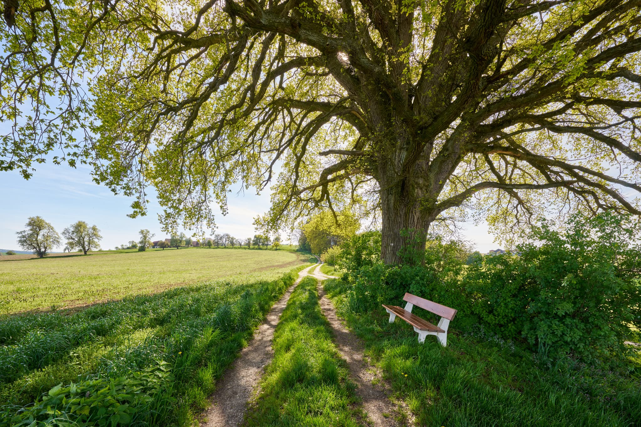 Kronwitt Eiche bei Bayerbach im Landkreis Rottal-Inn, Niederbayern, Holzland/Bäderdreieck, Bayern, Deutschland, Wandern und Natur erleben.