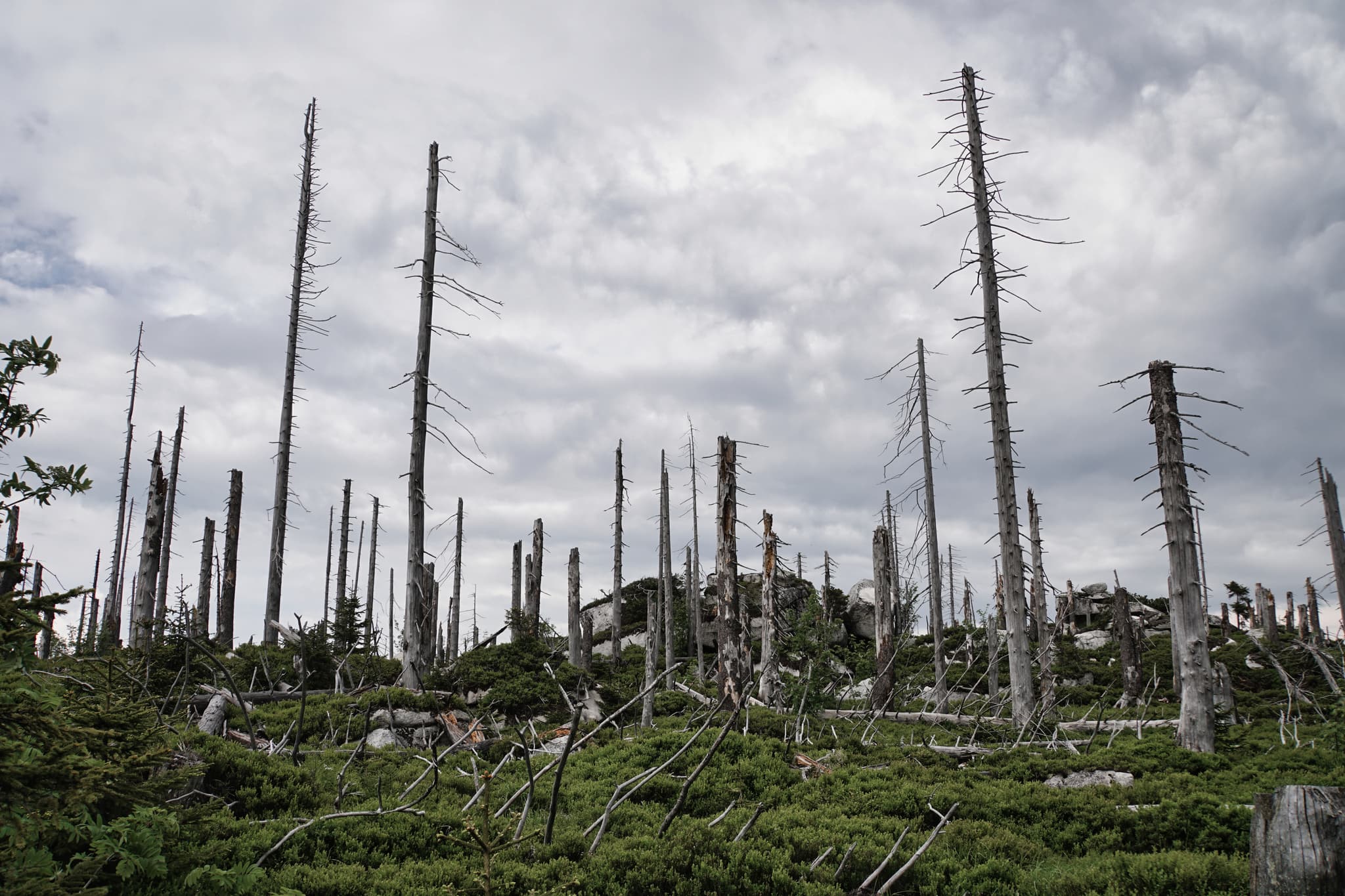 Zahlreiche abgestorbene Bäume ragen vor einem bewölkten Himmel auf. Die Stimmung ist melancholisch, die Beleuchtung diffus.  Bild des "Toten Waldes".