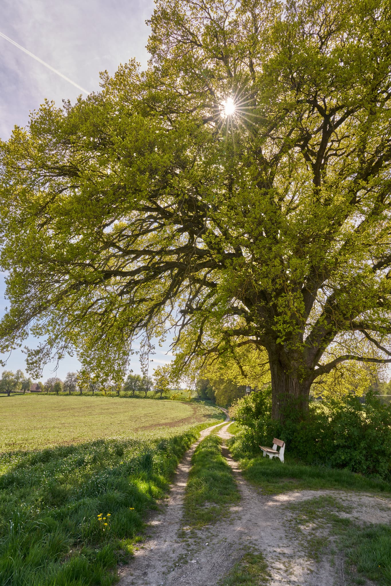Kronwitt Eiche bei Bayerbach im Landkreis Rottal-Inn, Niederbayern, Holzland/Bäderdreieck, Bayern, Deutschland, Wandern und Natur erleben.