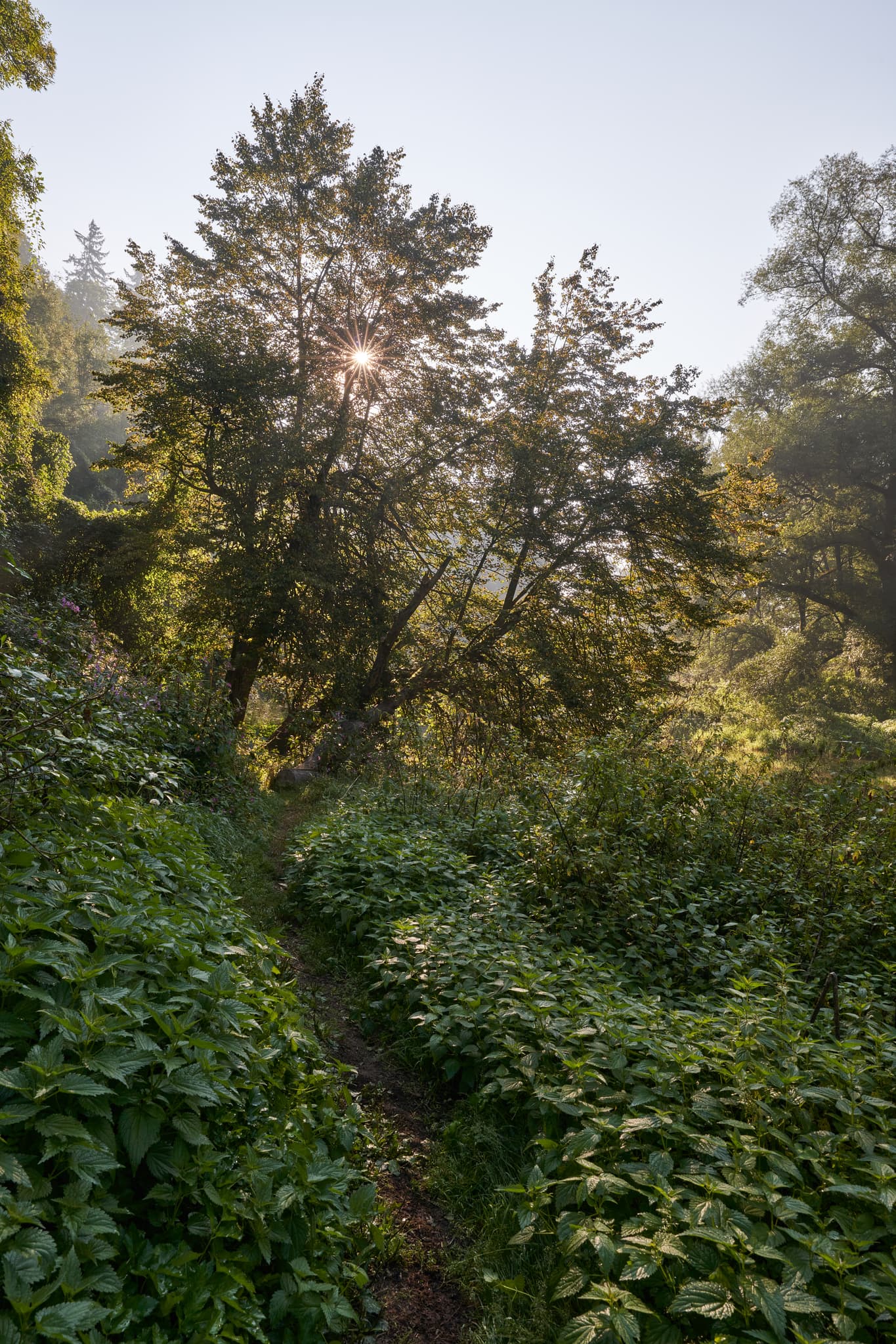 Pfad durch dichte Vegetation in Steinhöring, Gemeinde Winhöring, Landkreis Altötting, Oberbayern, Inn-Salzach, Deutschland. Die Sonne scheint durch Bäume.