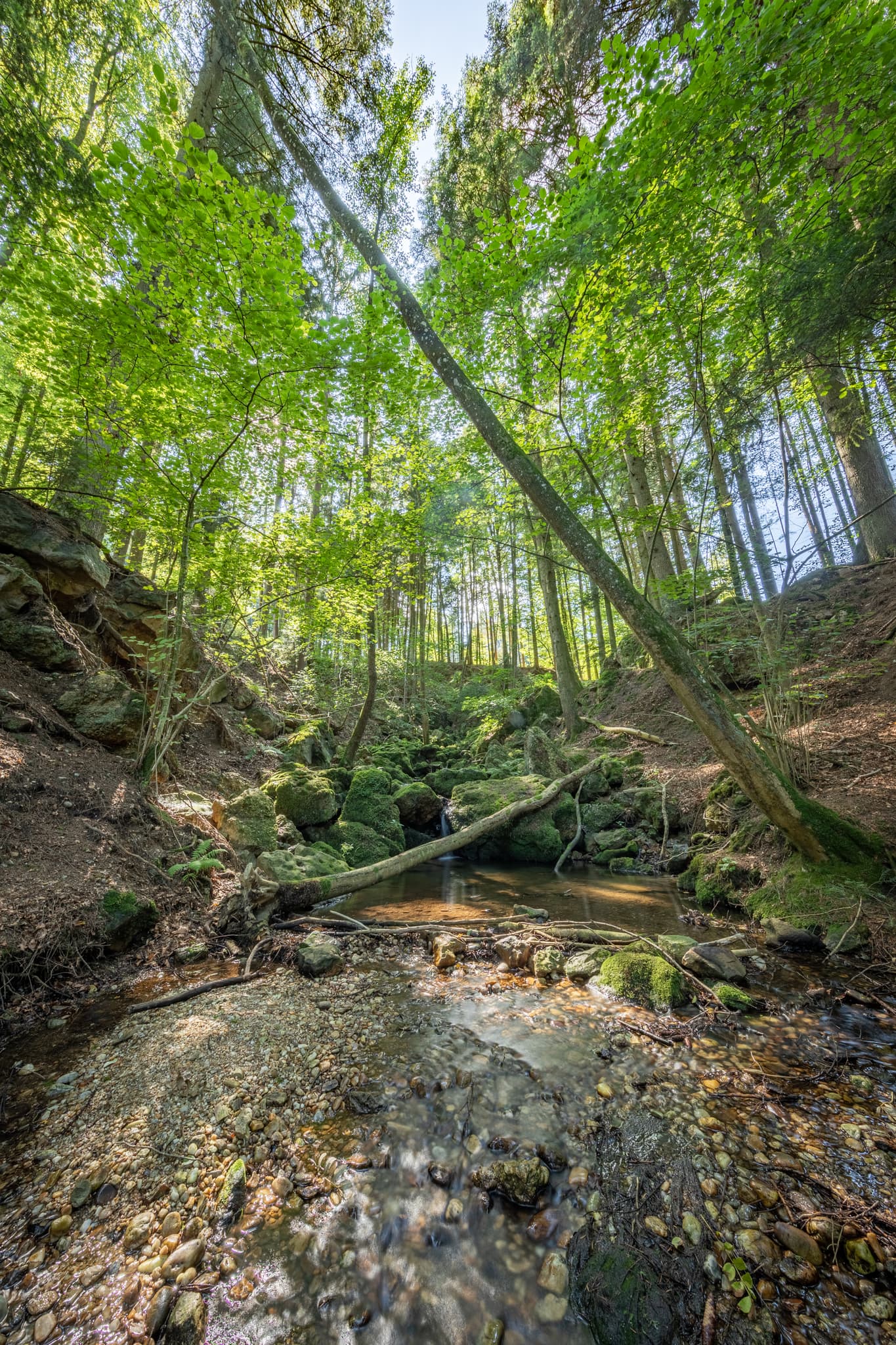 Bachlauf im Ameringer Graben bei Stubenberg, Rottal-Inn, Niederbayern, Holzland, Bayern, Deutschland.