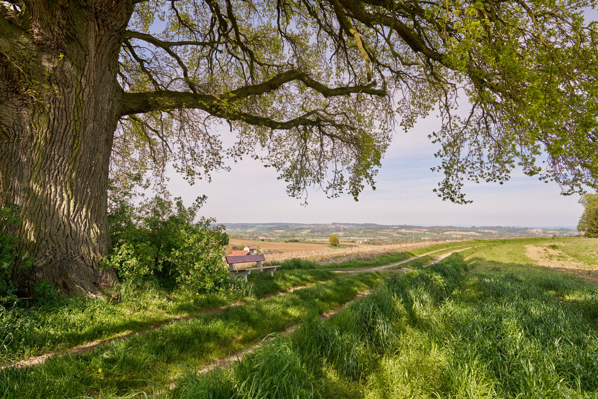 Kronwitt Eiche bei Bayerbach im Landkreis Rottal-Inn, Niederbayern, Holzland/Bäderdreieck, Bayern, Deutschland, Wandern und Natur erleben.