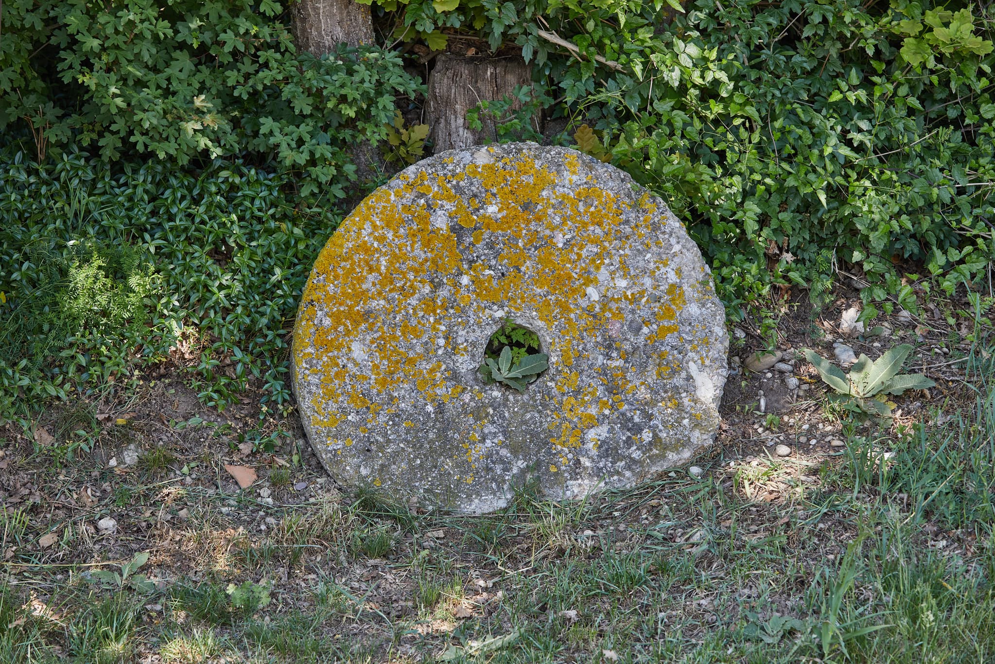 Bemoostes Mühlrad am Mühlenweg in Burgkirchen, Altötting, Oberbayern. Das historische Artefakt liegt am Waldrand.