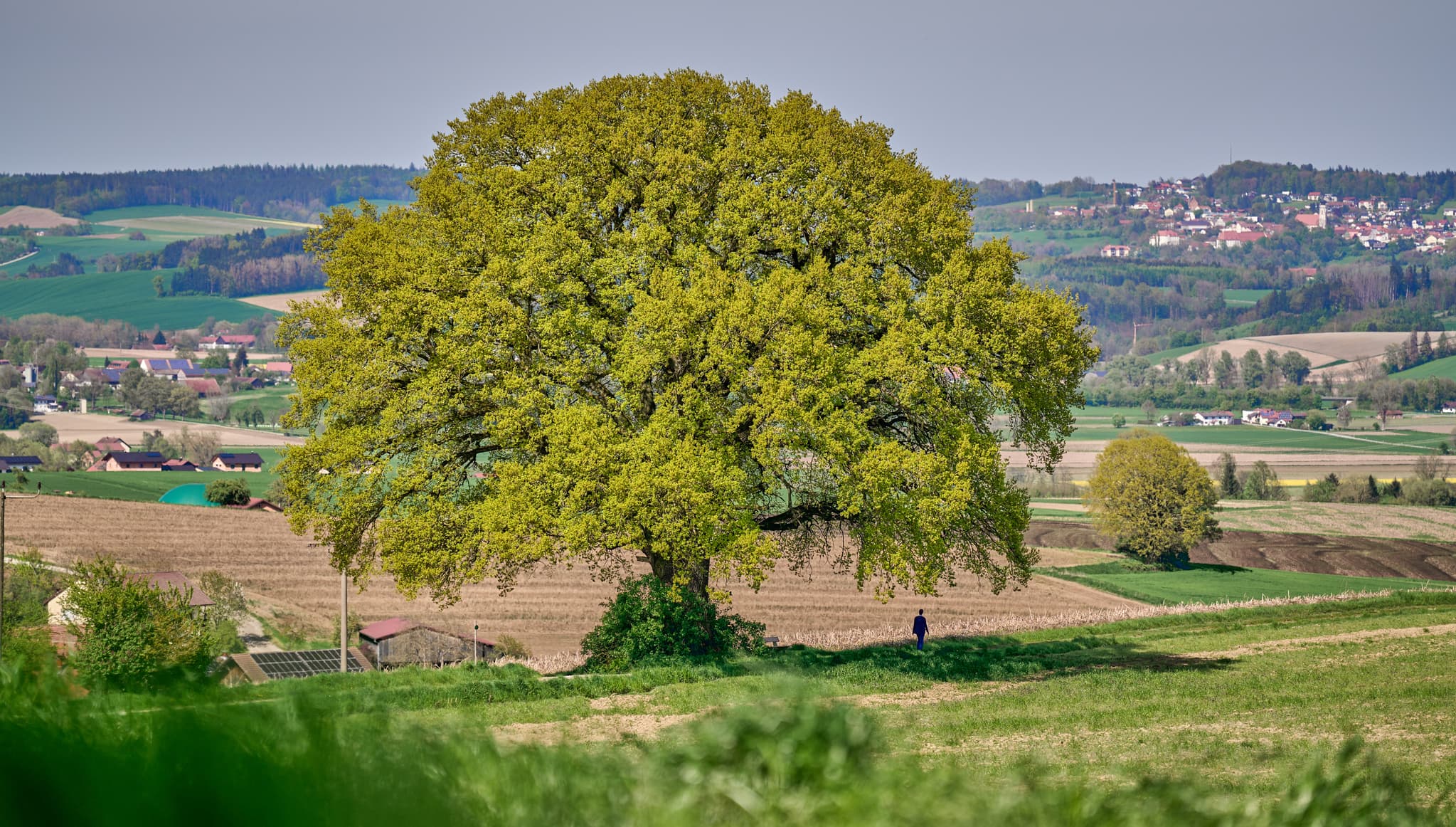 Landschaftliche Aufnahme einer Eiche bei Bayerbach im Landkreis Rottal-Inn, Niederbayern, Holzland/Bäderdreieck, Bayern, Deutschland.