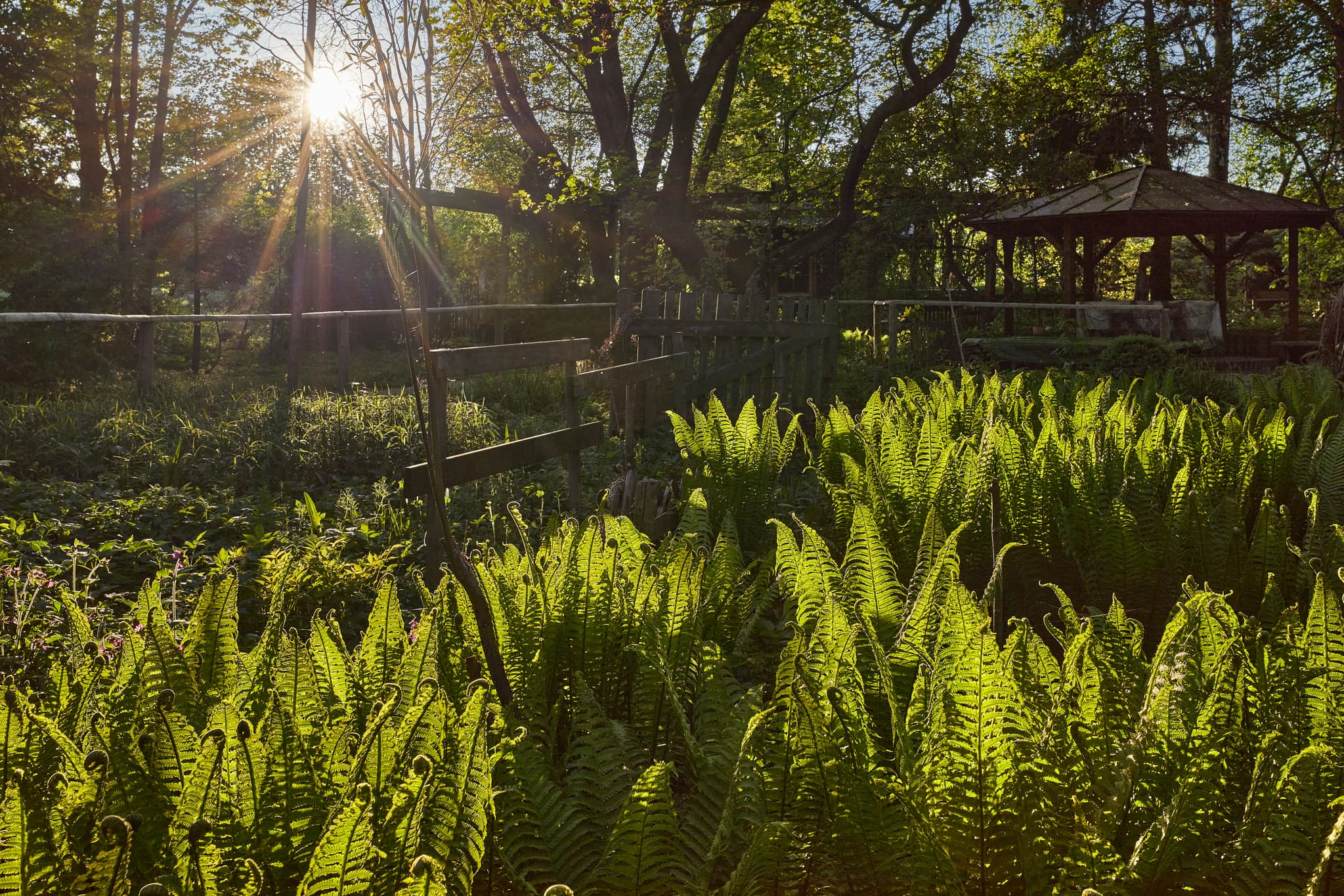 Farne im Wassergarten von Mitterskirchen, Gemeinde Mitterskirchen, Landkreis Rottal-Inn, Niederbayern, Holzland/Bäderdreieck, Bayern, Deutschland.
