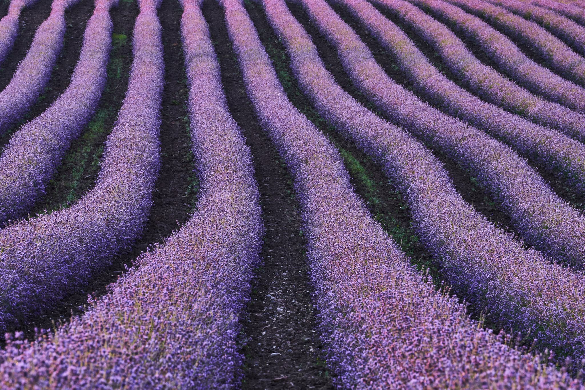 Ein malerisches Lavendelfeld in Adlstraß bei Dorfen, Landkreis Erding, Oberbayern, Deutschland. Violette Blüten in Reihen im Münchner Umland.