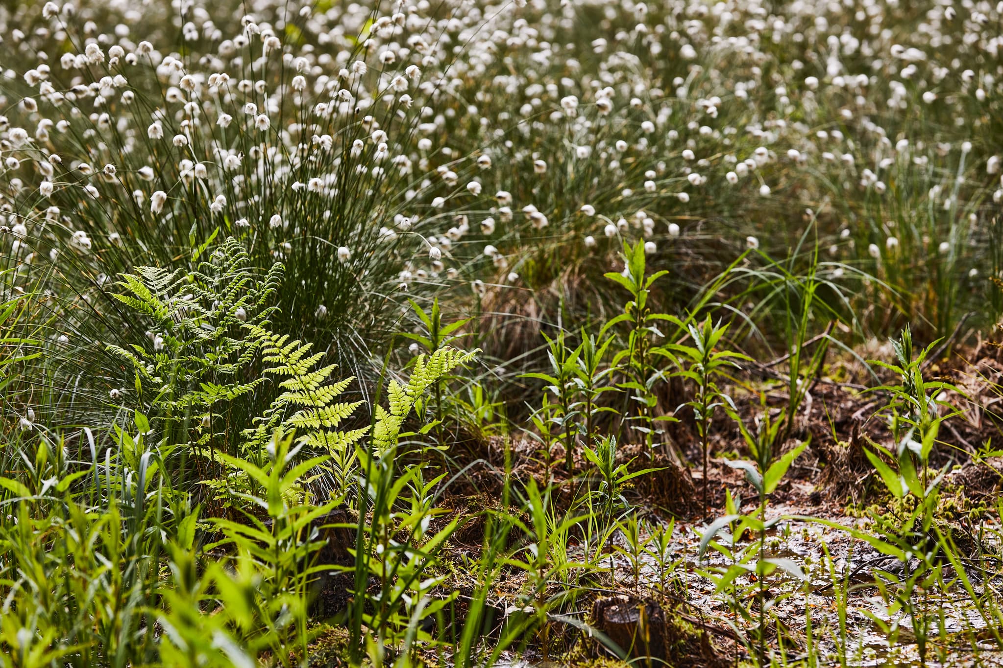 Moorlandschaft mit Wollgras Todeiskesselweg Nr. 9, Haager Land, Haag, Mühldorf am Inn, Oberbayern. Typische Natur in Region Inn-Salzach, Deutschland.