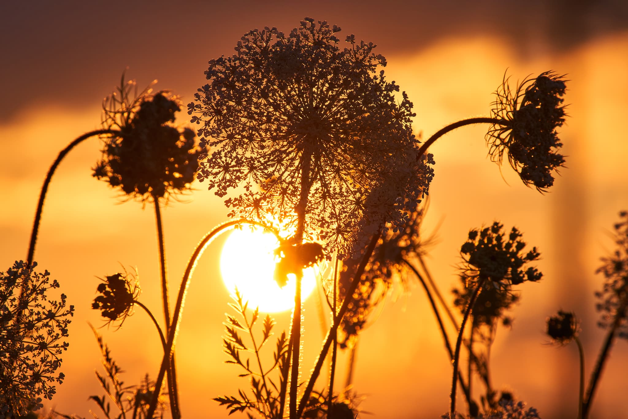 Wilde Möhre in Adlstraß, Dorfen, Landkreis Erding, Oberbayern. Pflanzen silhouettenhaft vor warmem Sonnenuntergang. Naturmotiv im Münchner Umland.