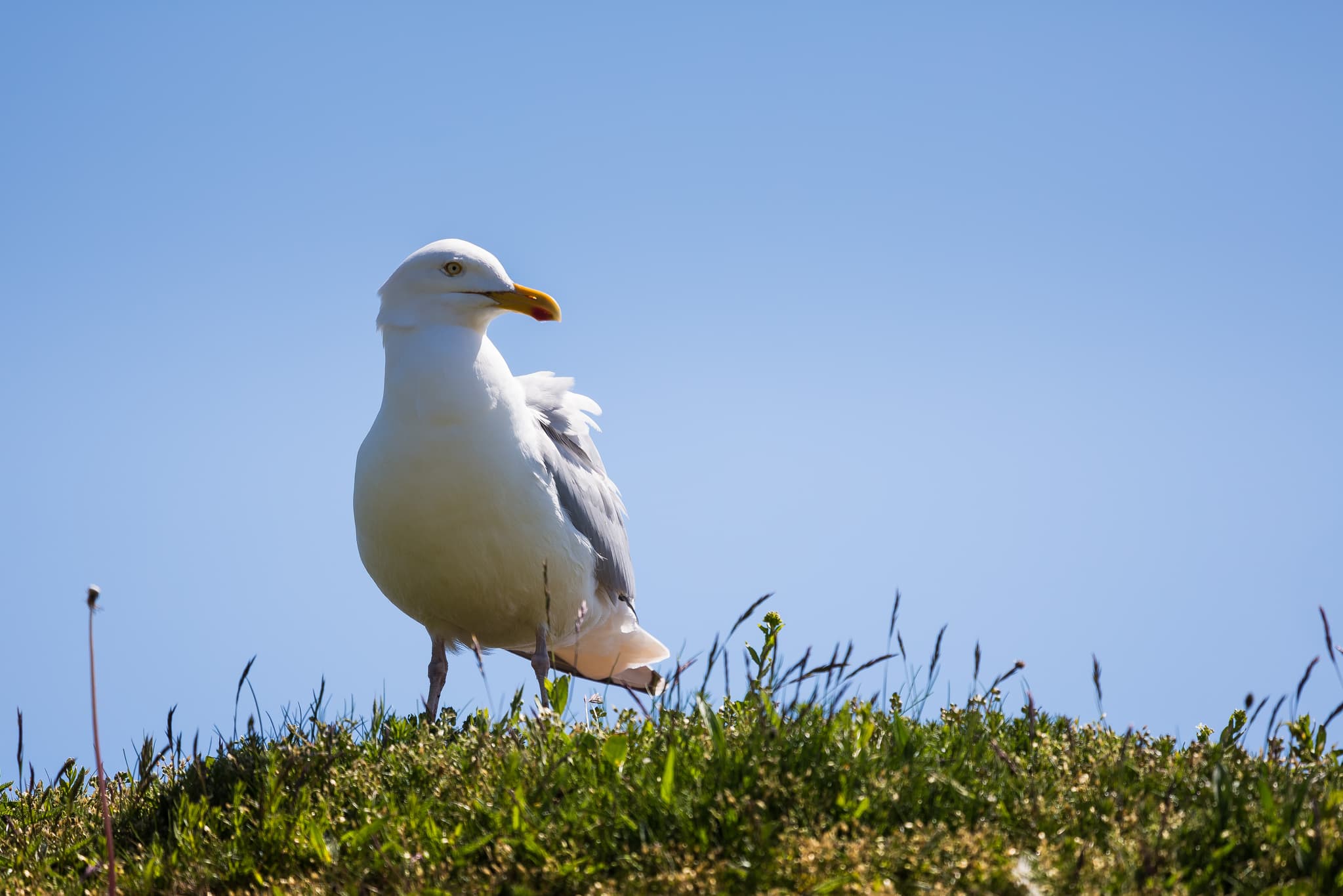 Silbermöwe steht auf einer grasbewachsenen Anhöhe auf der Insel Helgoland im Landkreis Pinneberg, Schleswig-Holstein, Nordsee, Deutschland.