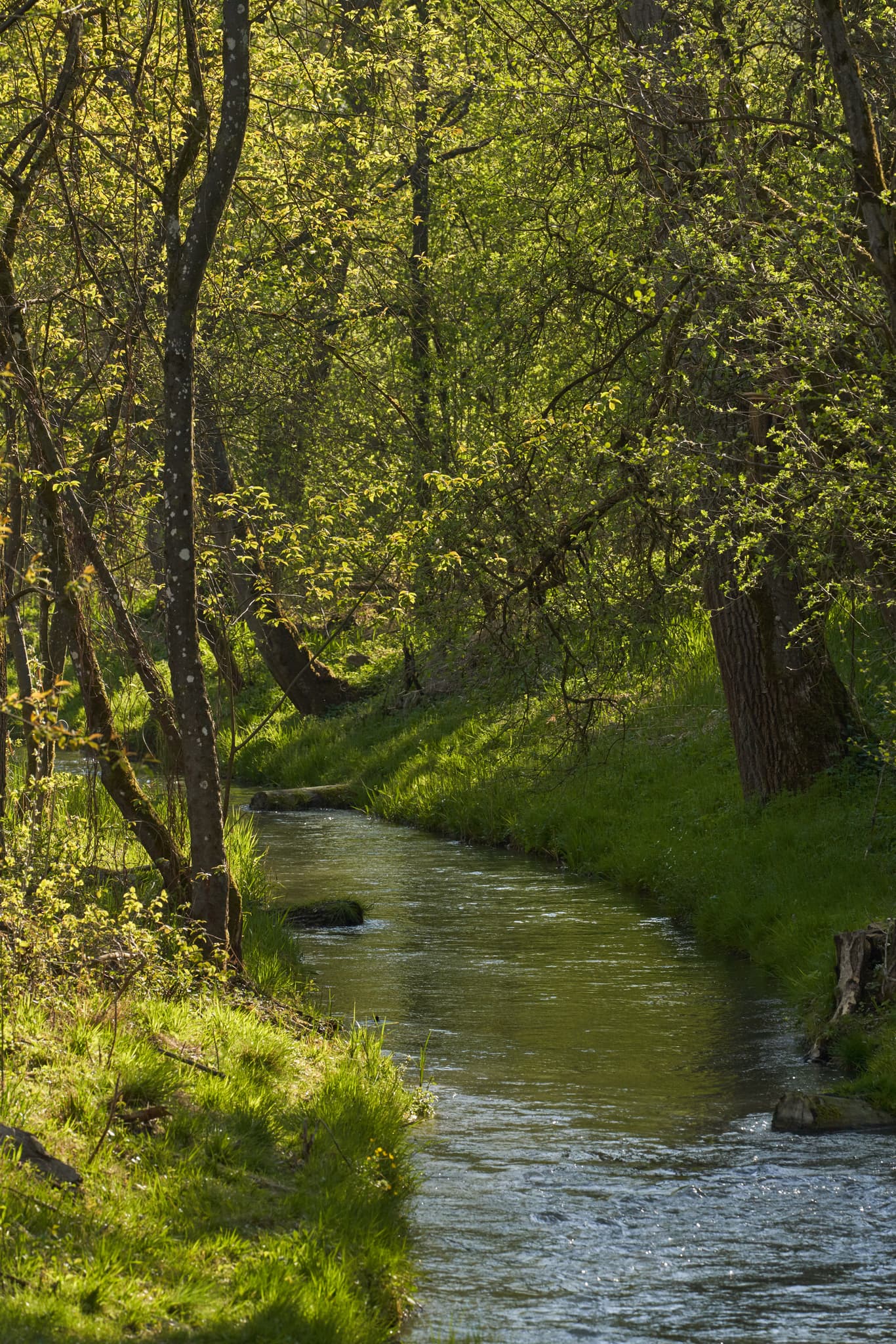 Fischtreppe am Inn Kraftwerk in Stammham, Altötting, Oberbayern. Ein Bach fließt durch Wald der Region Inn-Salzach, Deutschland.