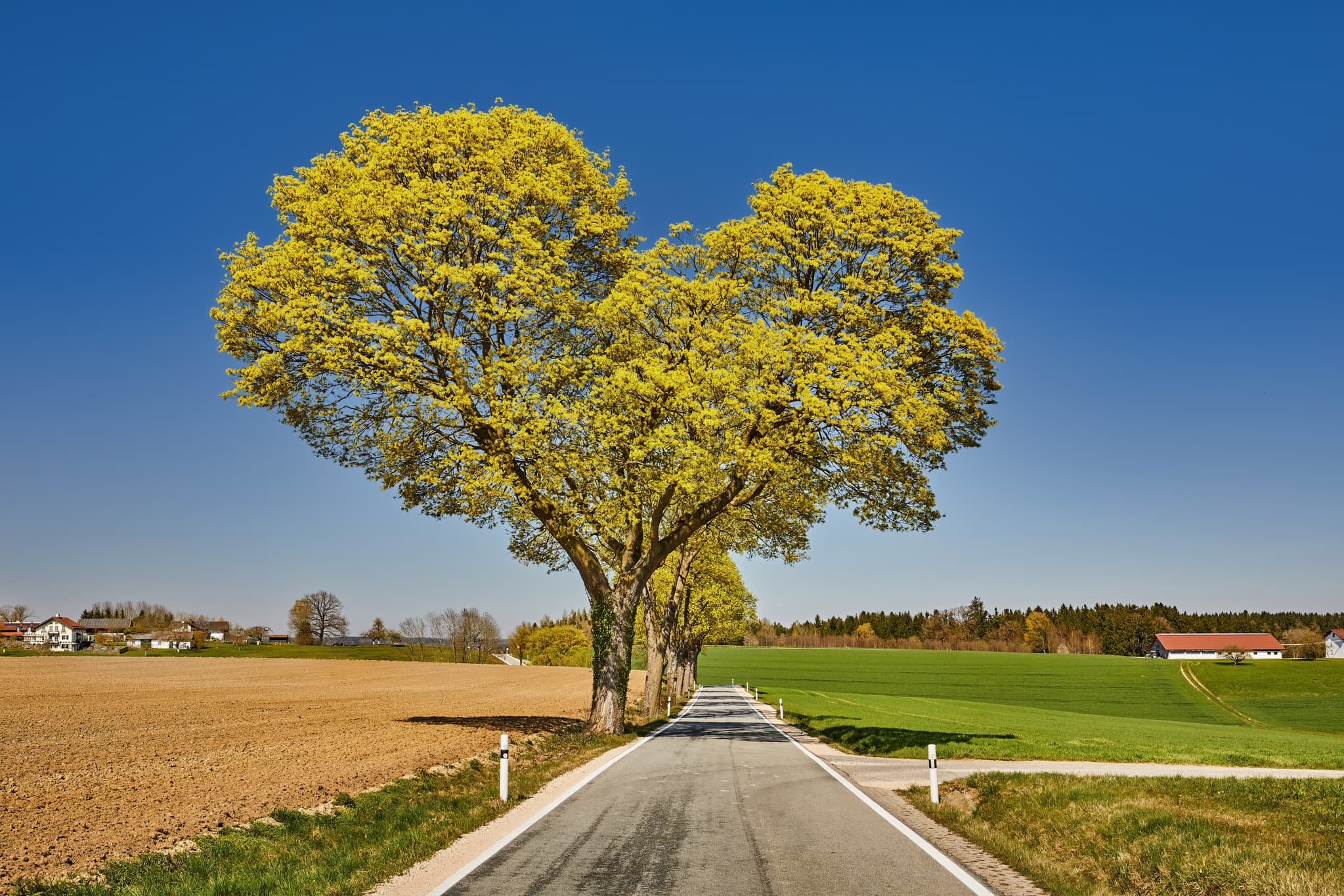 Herzbaum Allee, Unterdietfurt, Stadlthann, Rottal-Inn