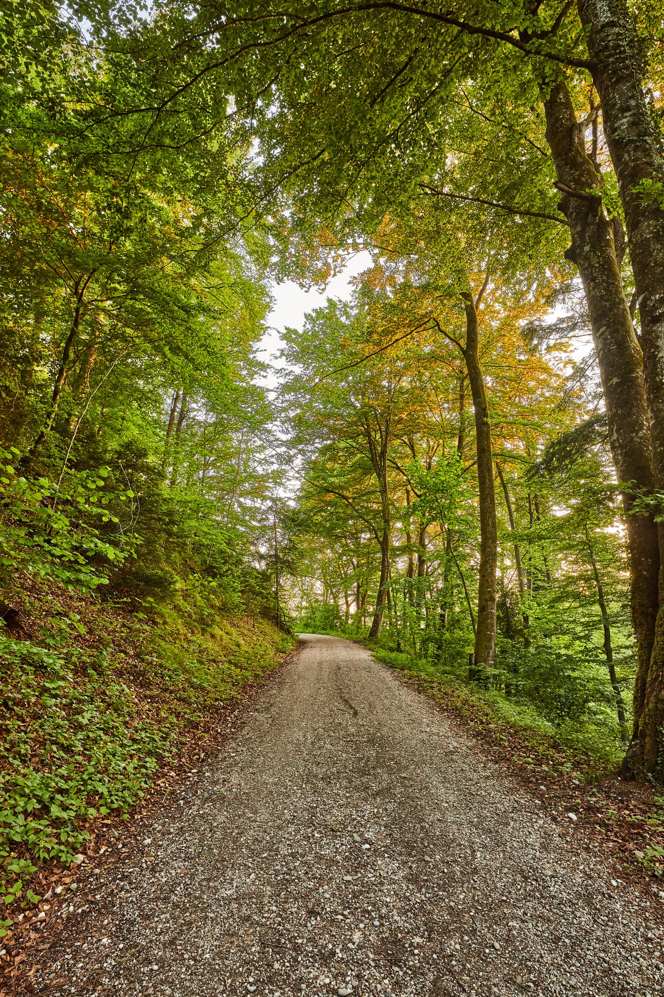 chotterweg führt durch einen lichten Wald in Mehring, Altötting, Oberbayern. Inn-Salzach Gebiet zur Alz mit viel Natur.