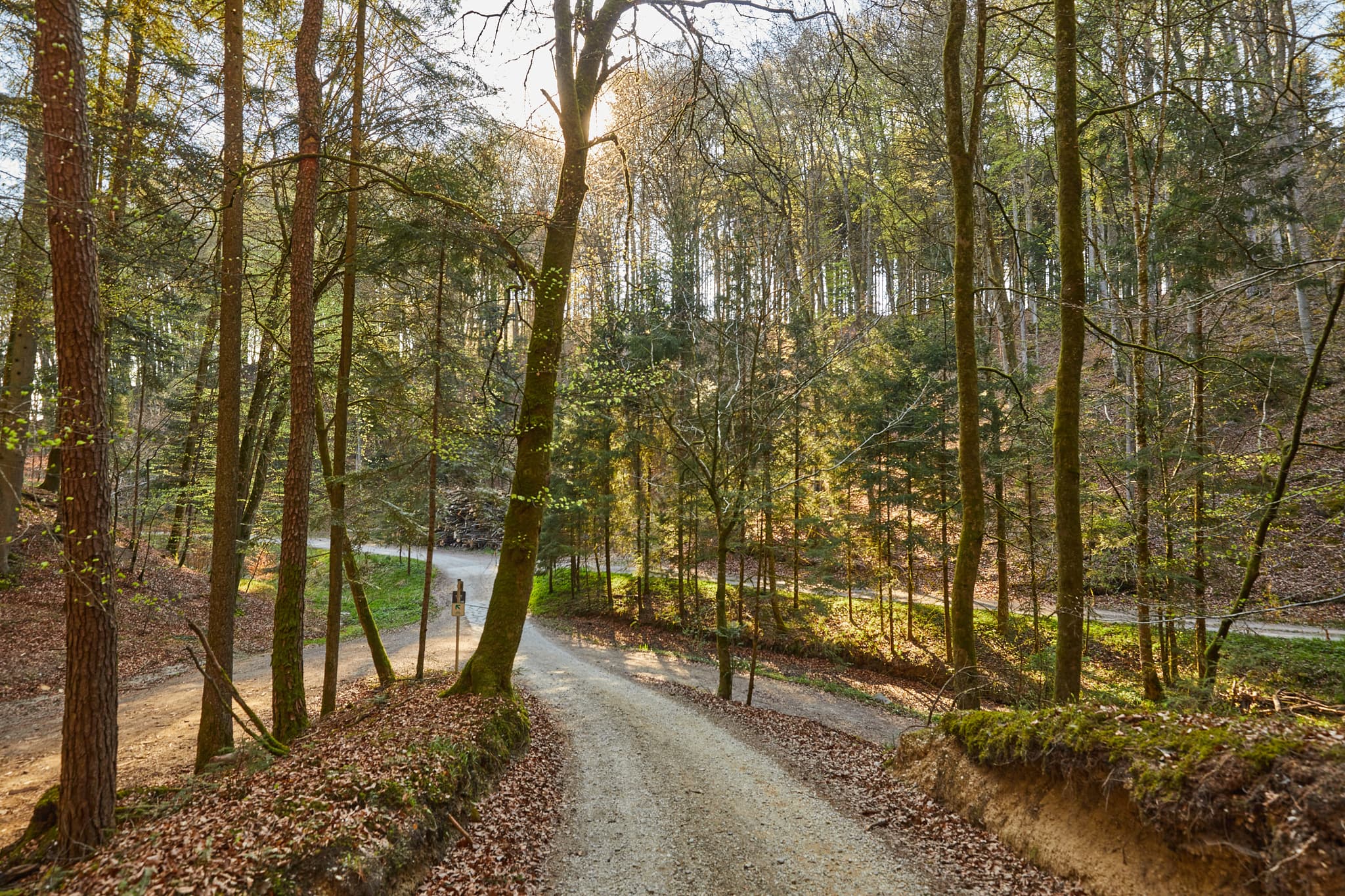 Waldweg am Steinbach, Perach, Landkreis Altötting, Oberbayern. Naturlandschaft der Region Inn-Salzach, Deutschland. Bäume säumen den Weg.