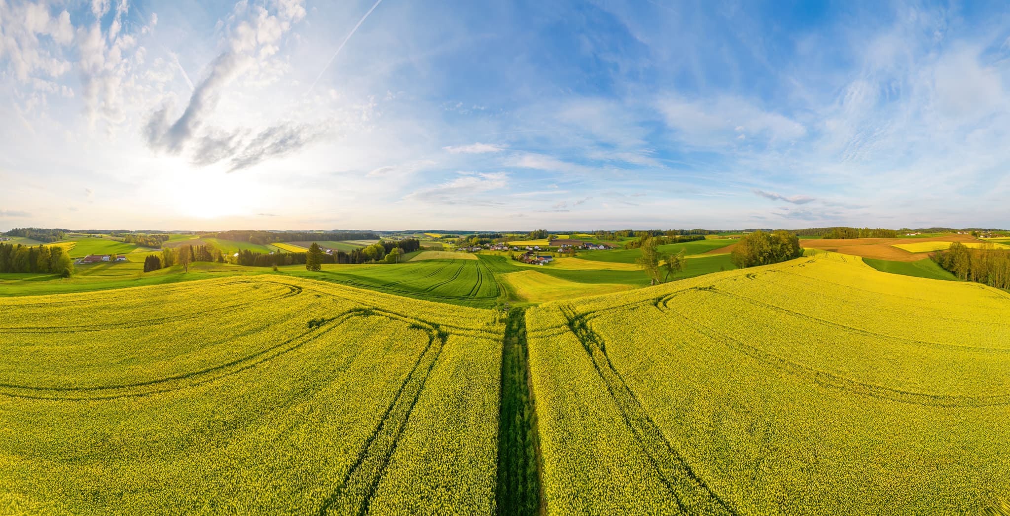 Luftbild von Rapsfeldern in hügeliger Landschaft bei Arbing, Reischach. Landkreis Altötting, Oberbayern, Region Inn-Salzach, Deutschland.