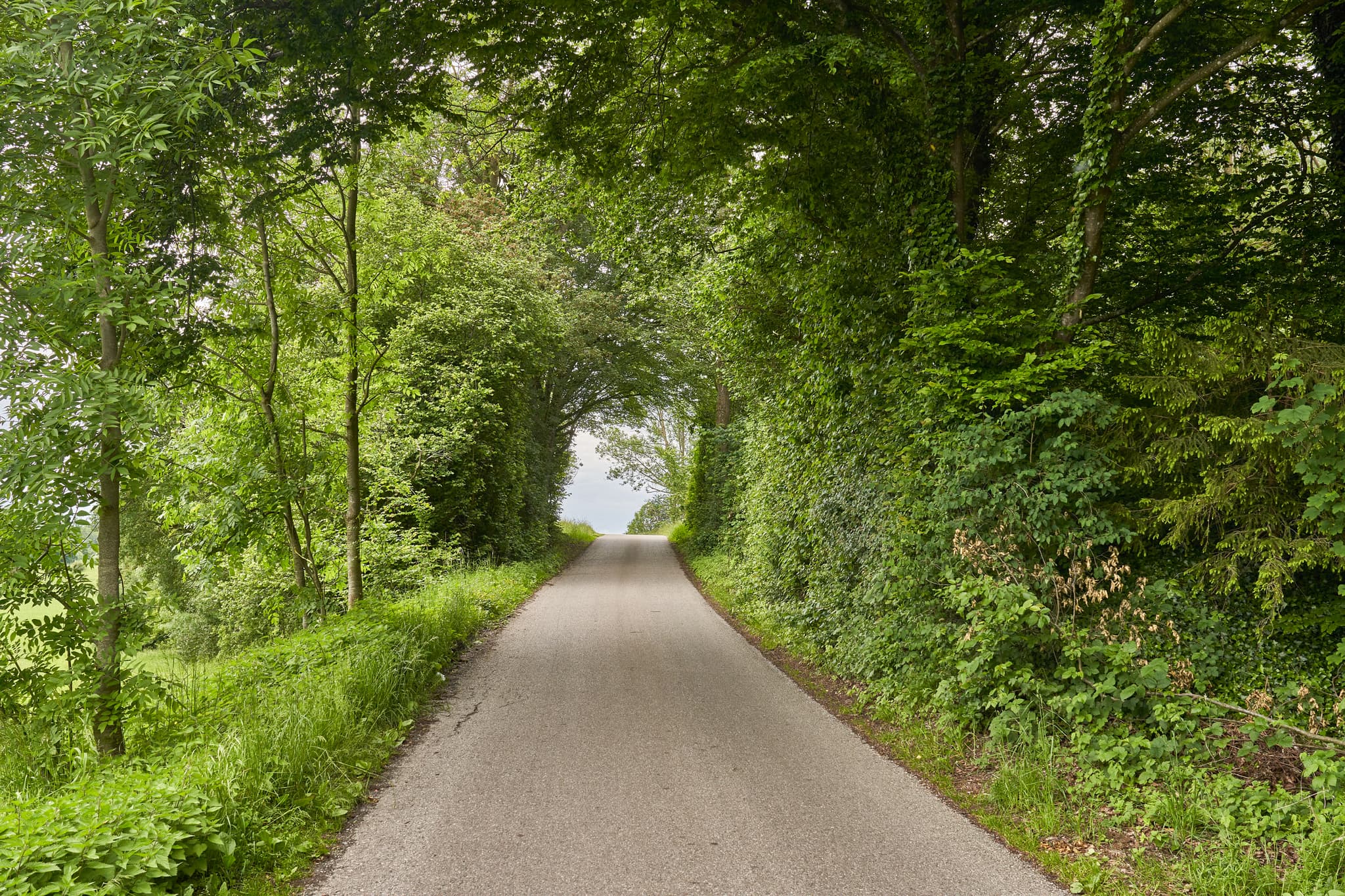 Idyllischer Hohlwegtunnel in Höresham-Gufflham, Burgkirchen, Landkreis Altötting, Oberbayern, Deutschland. Der von Bäumen gesäumte Weg führt durch die Natur.