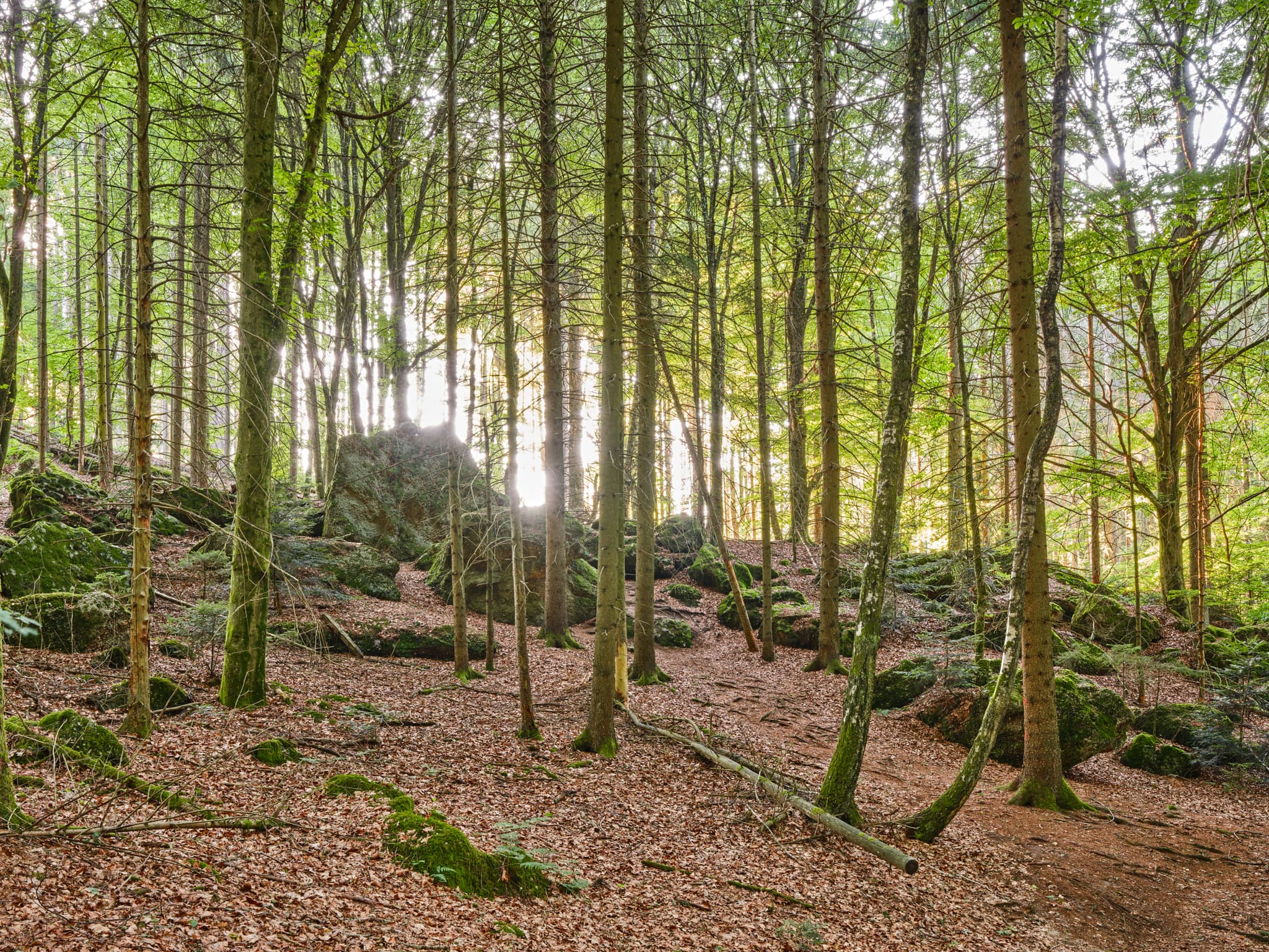 Waldlandschaft mit Felsen in St. Salvator, Bad Griesbach, Landkreis Passau, Niederbayern, Bayern, Deutschland. Sonnenlicht durch Bäume.