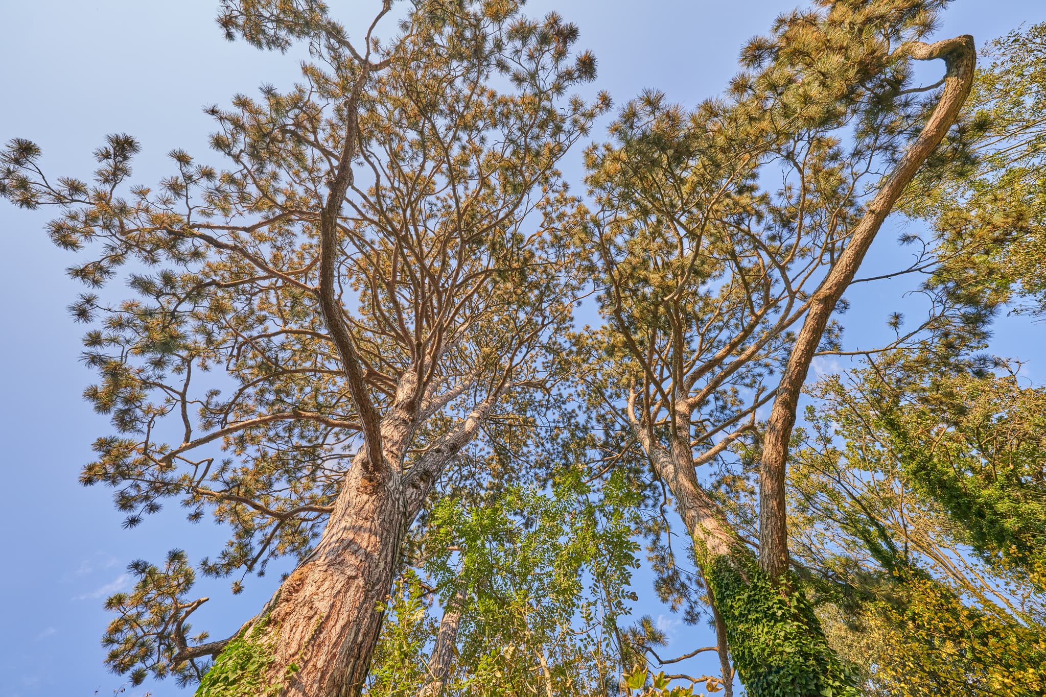 Blick in Baumkronen, mutmaßlich Schwarzkiefern, am Eisenfelden Bahnhof Winhöring, Landkreis Altötting, Oberbayern. Natur der Inn-Salzach Region, Deutschland.