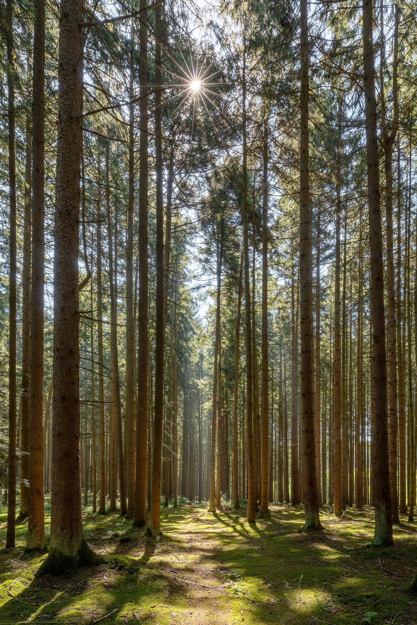 Waldweg im Lauterbacher Holz Glatzberg bei Heldenstein, Landkreis Mühldorf am Inn, Oberbayern. Sonnenstrahlen durchfluten den Wald, Inn-Salzach, Deutschland.
