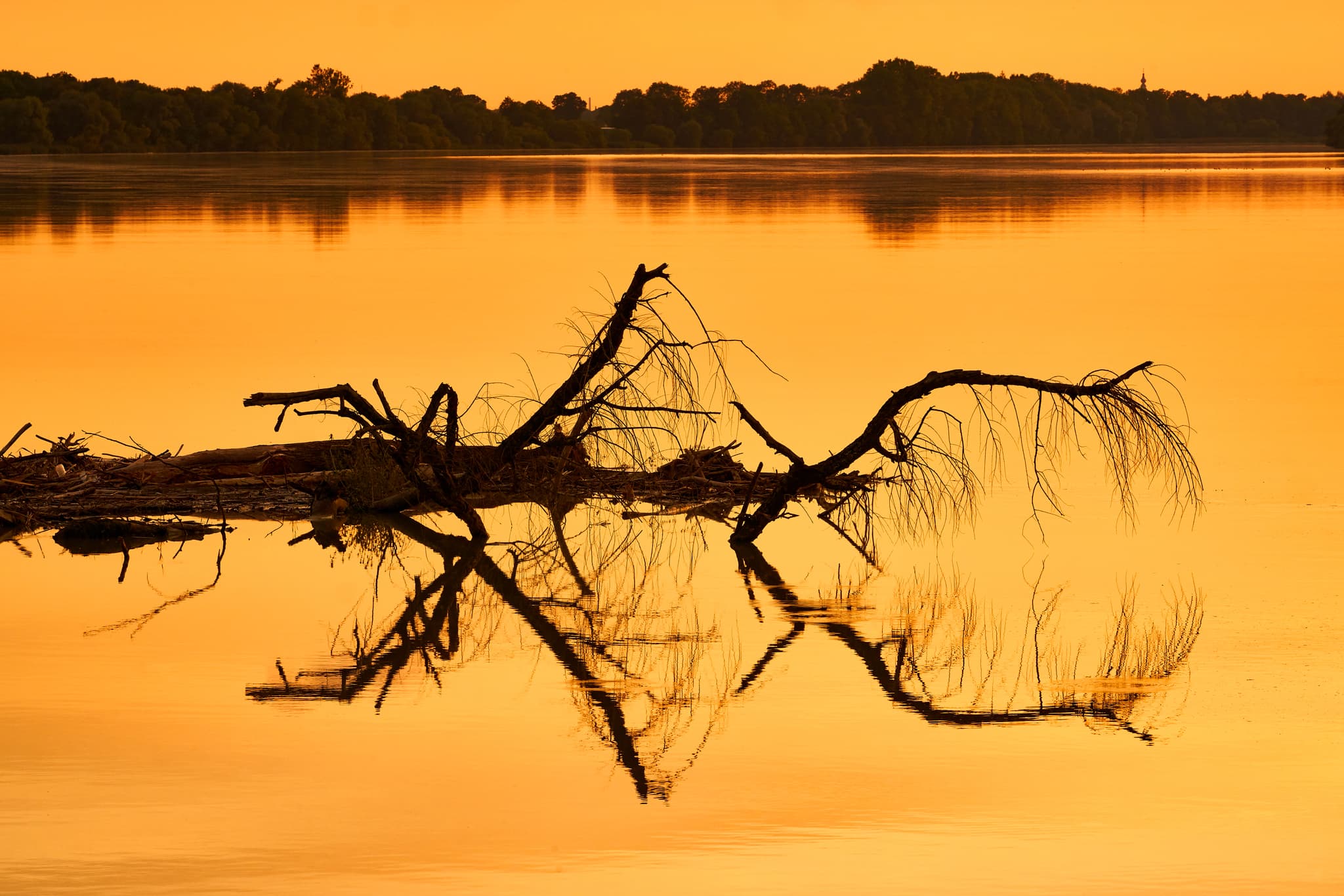 Goldene Spiegelung eines toten Astes im Inn bei Frauenstein, Mining, Braunau am Inn, Oberösterreich. Teil des Innviertels in Österreich, Naturlandschaft.