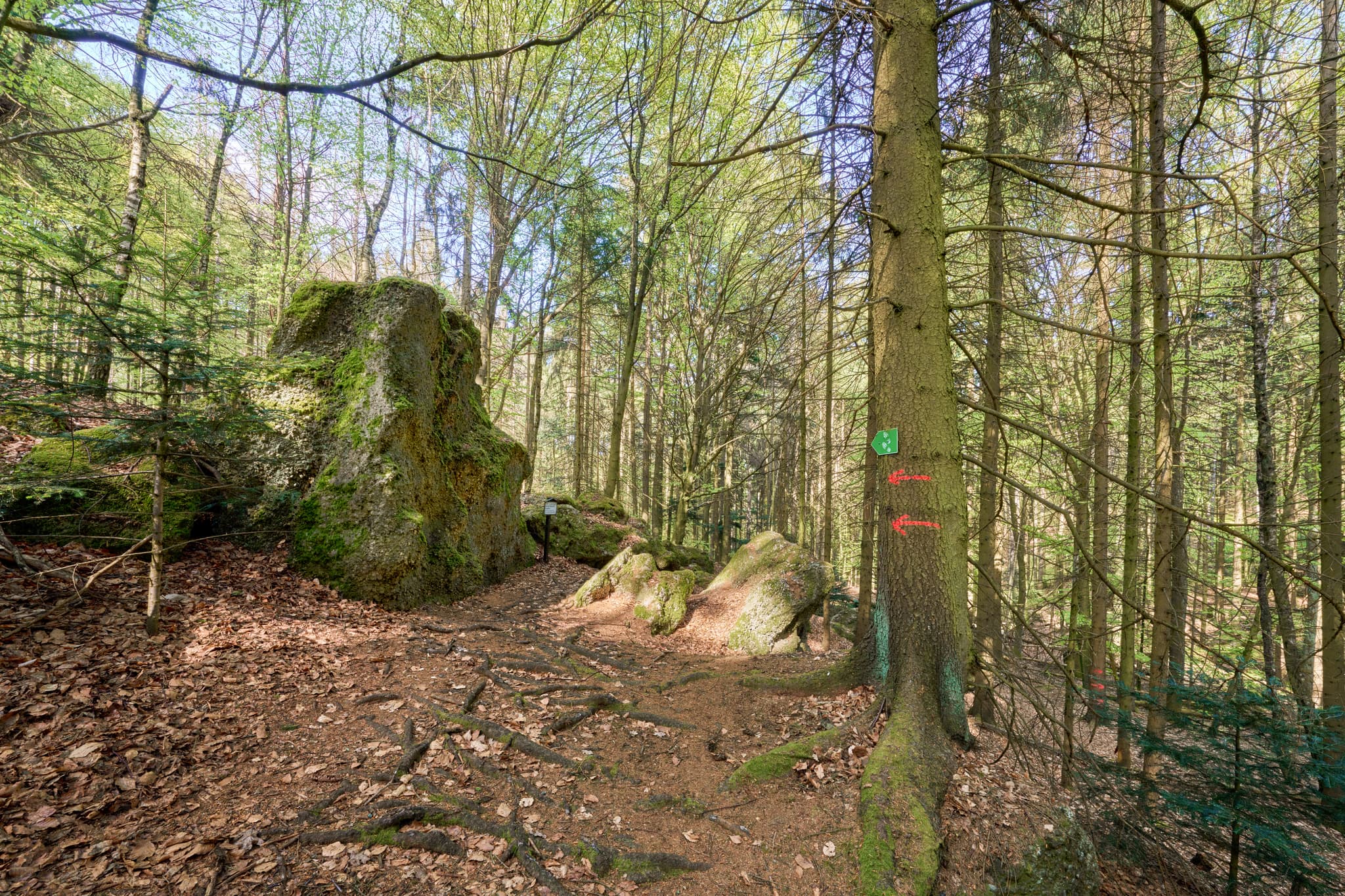 Waldlandschaft mit Felsen in St. Salvator Luisenburg, Bad Griesbach. Landkreis Passau, Niederbayern, Bayern, Deutschland.