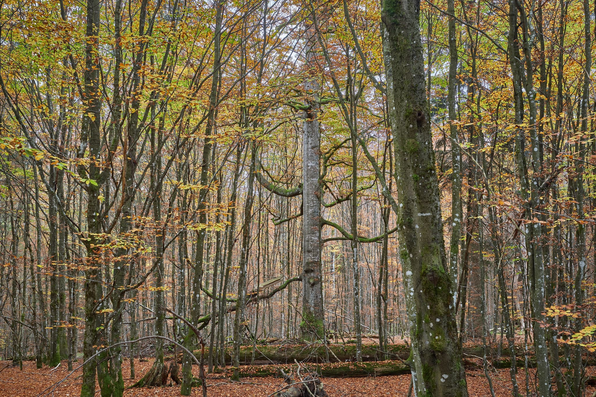 Hans-Watzlik-Hain, Wald bei Bayerisch Eisenstein im Landkreis Regen, Niederbayern. Typische Herbstlandschaft des Bayerischen Waldes in Deutschland.