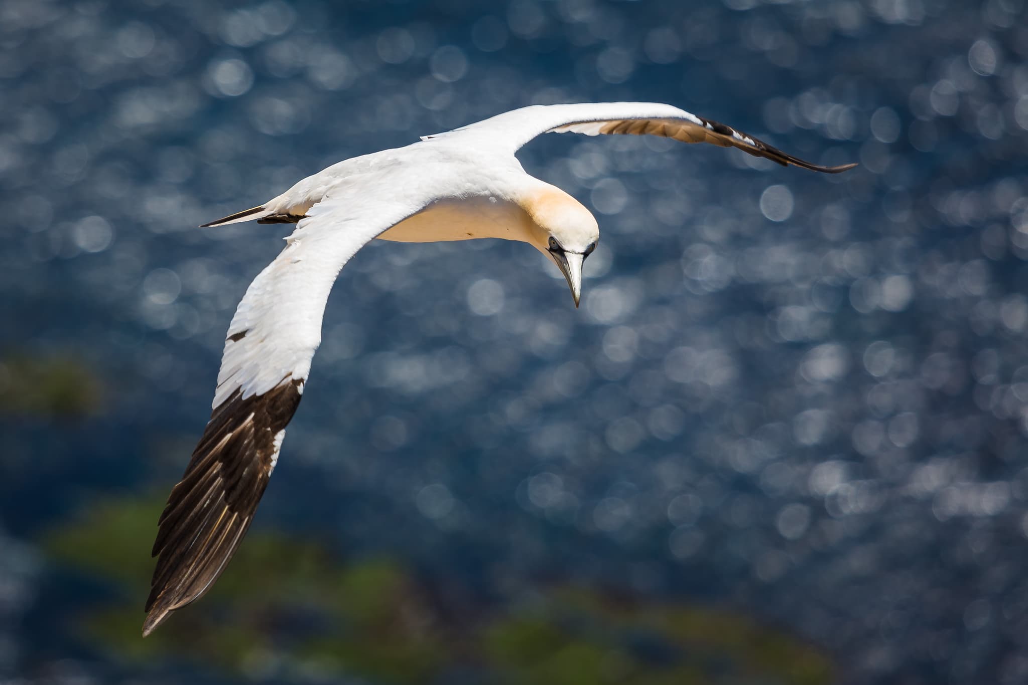 Majestätischer Basstölpel im Flug über dem Meer vor Helgoland. Die Insel liegt im Landkreis Pinneberg, Schleswig-Holstein, an der Nordseeküste Deutschlands.