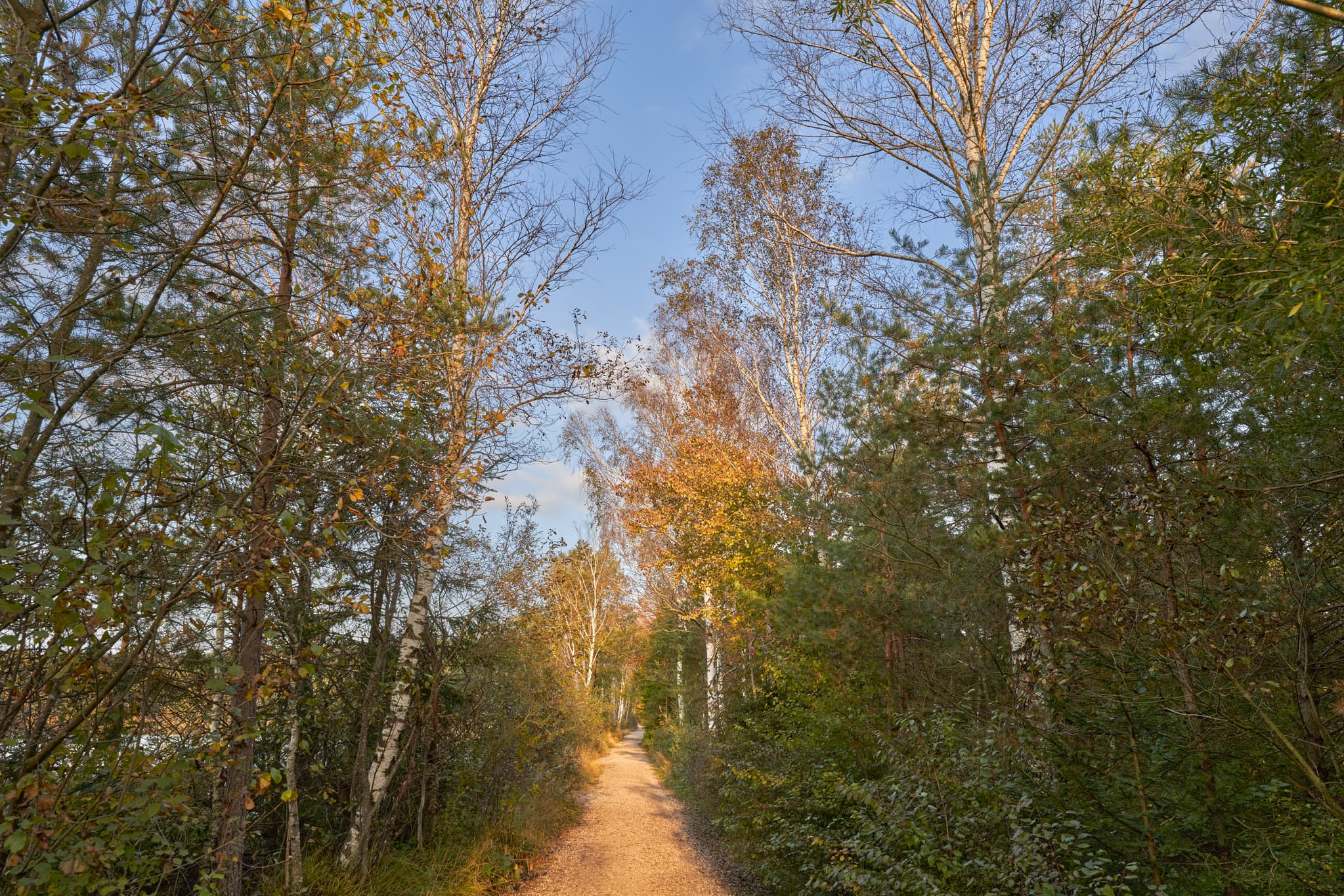 Ein Pfad durchzieht das Schönramer Filz bei Petting im Landkreis Traunstein, Oberbayern, Deutschland. Moorlandschaft im Chiemgau, mit Bäumen und Vegetation.