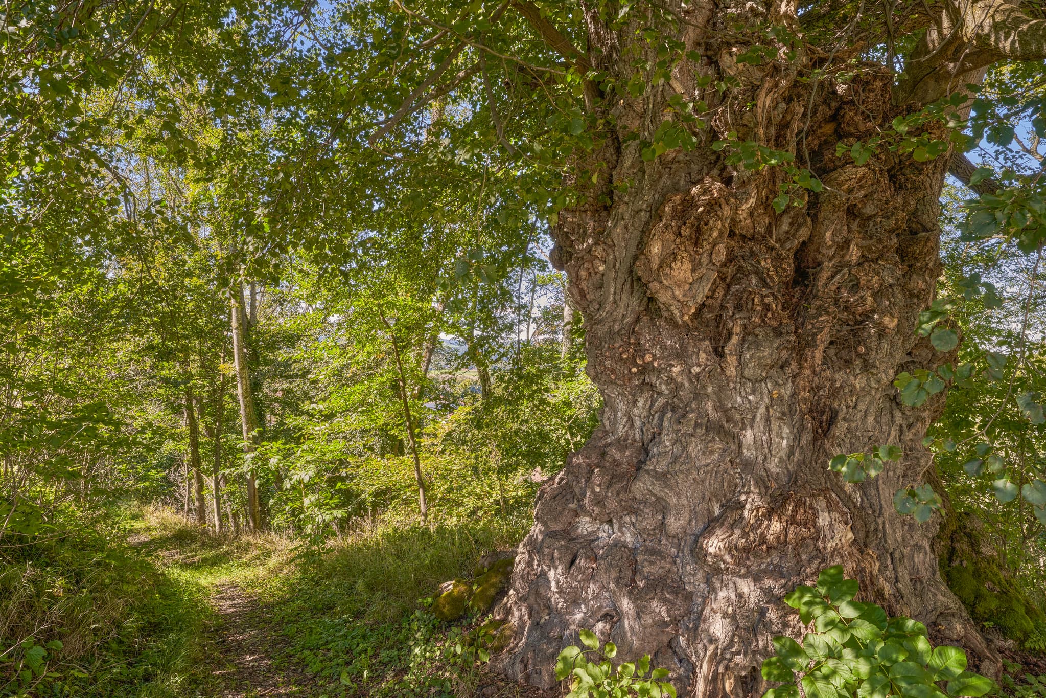 Alte Linde Naturdenkmal in Berg, Kraiburg, Mühldorf am Inn, Oberbayern. Der mächtige Baum prägt die Natur im Inn-Salzach Gebiet. Ein Waldpfad führt vorbei.
