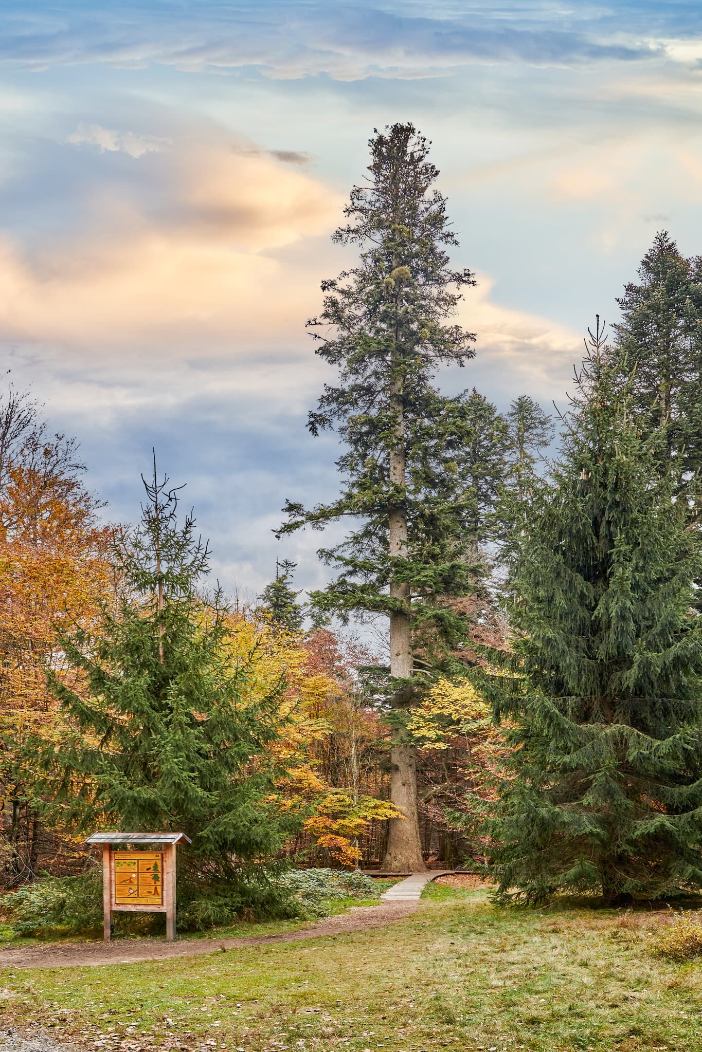 Hans-Watzlik-Hain im Herbst mit größter Tanne im Bayerischen Wald, Bayerisch Eisenstein, Landkreis Regen, Niederbayern.