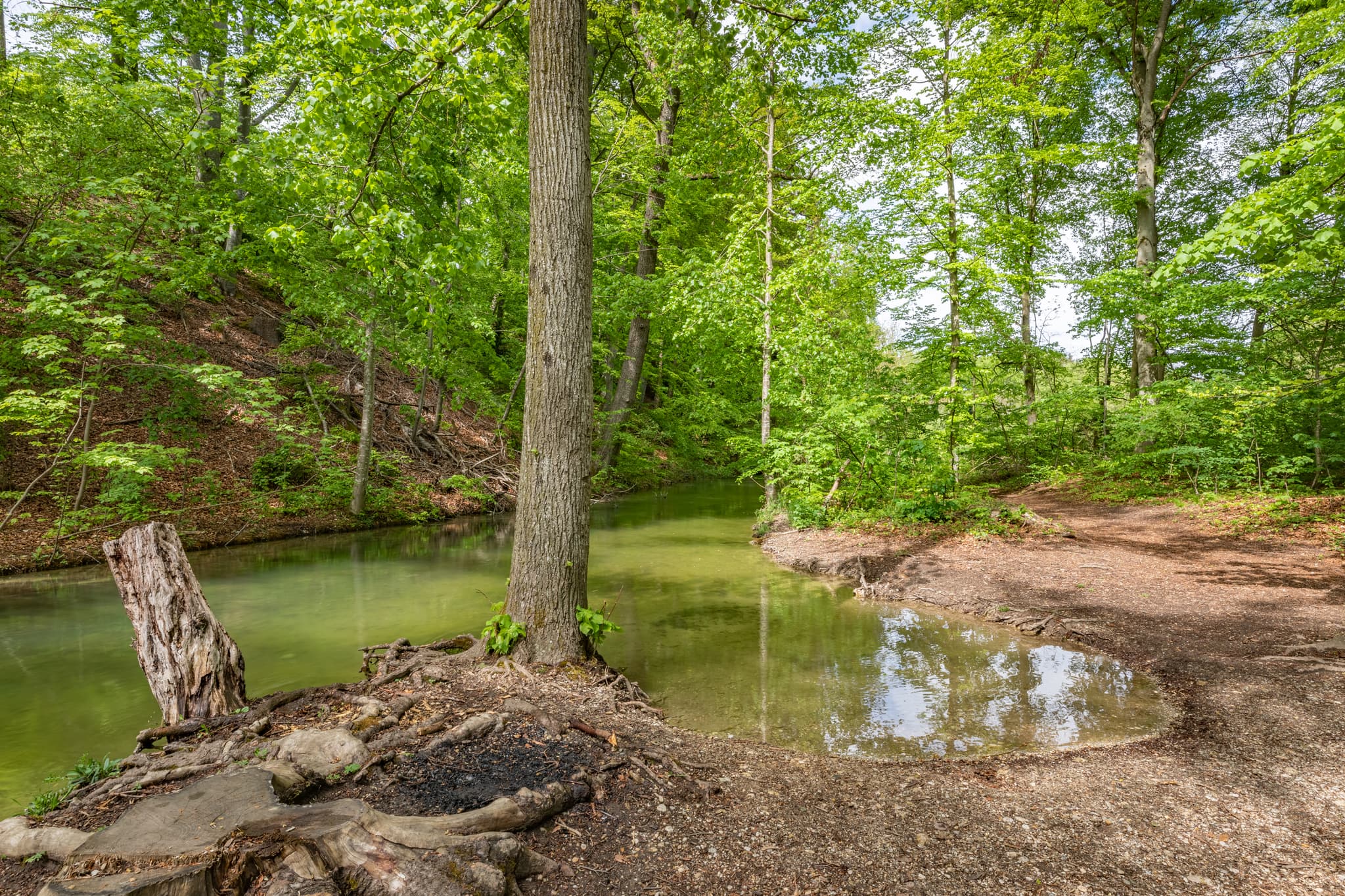 Mühlbach im Frühling, umgeben von dichtem Grün des Waldes. Aufgenommen in Garching, Landkreis Altötting, Oberbayern, Inn-Salzach, Deutschland.