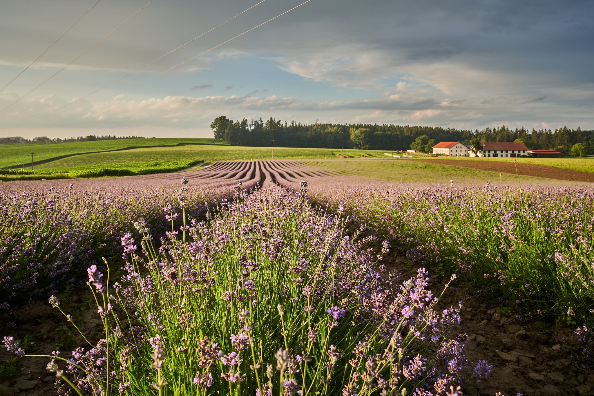 Ein Lavendelfeld prägt die malerische Landschaft bei Adlstraß, Dorfen, Landkreis Erding, Oberbayern, Deutschland. Die Idylle des Isar-Inn-Hügellands.