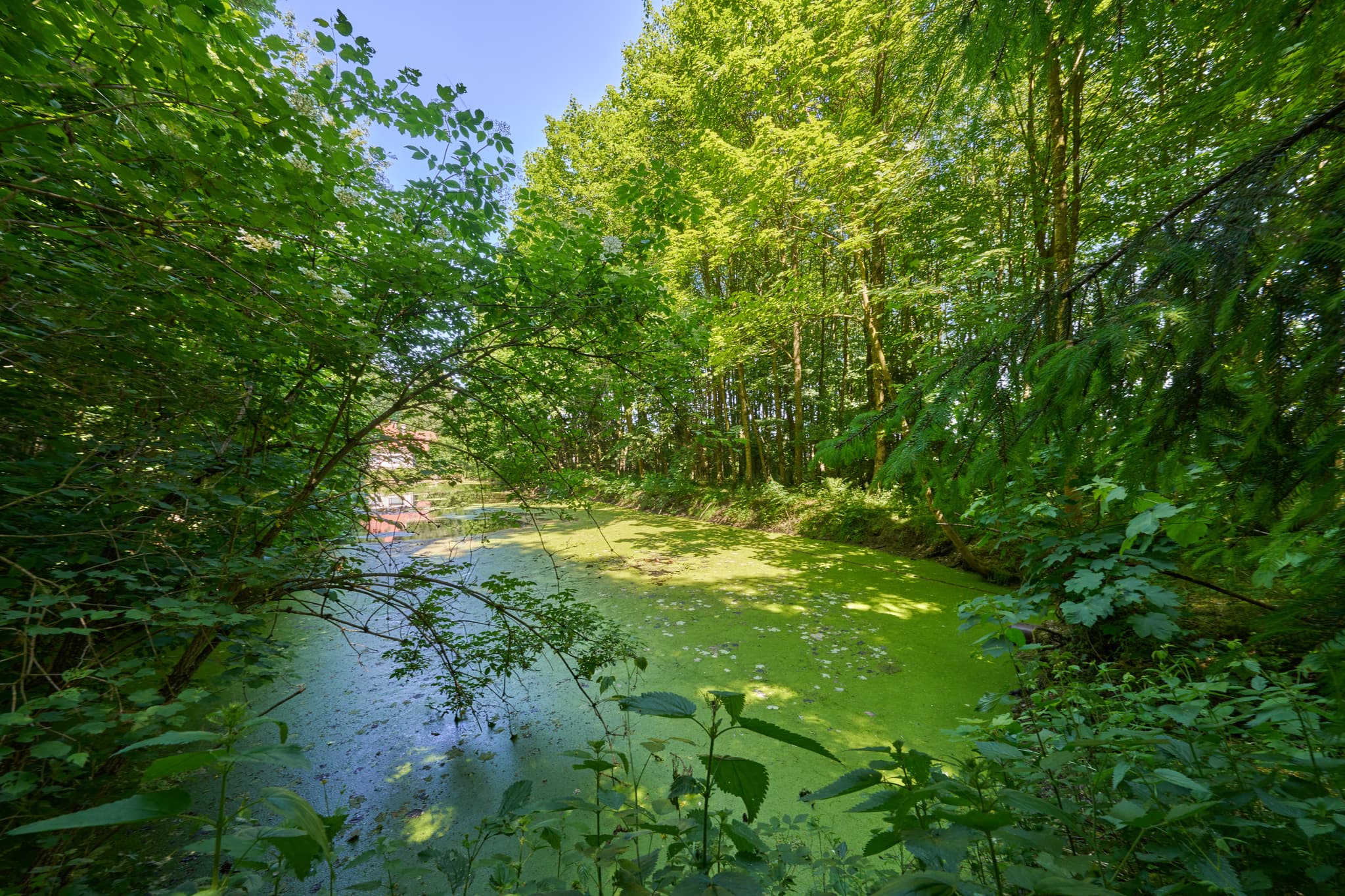 Grüner Weiher im Wald. Zeigt den Ecksberg Weiher an der alten Wäscherei in Mühldorf, Mühldorf am Inn, Oberbayern, Inn-Salzach, Deutschland.