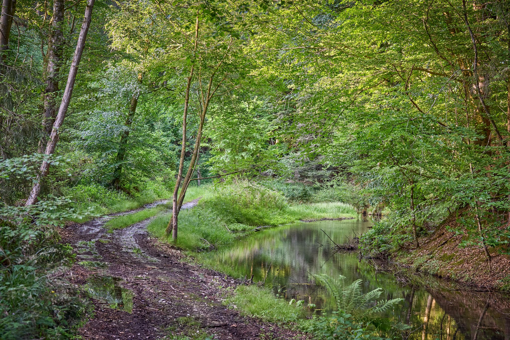 Waldweg entlang des Birnbach, Gemeinde Erlbach, Landkreis Altötting, Oberbayern, Region Inn-Salzach, Deutschland. Grüne Waldlandschaft.