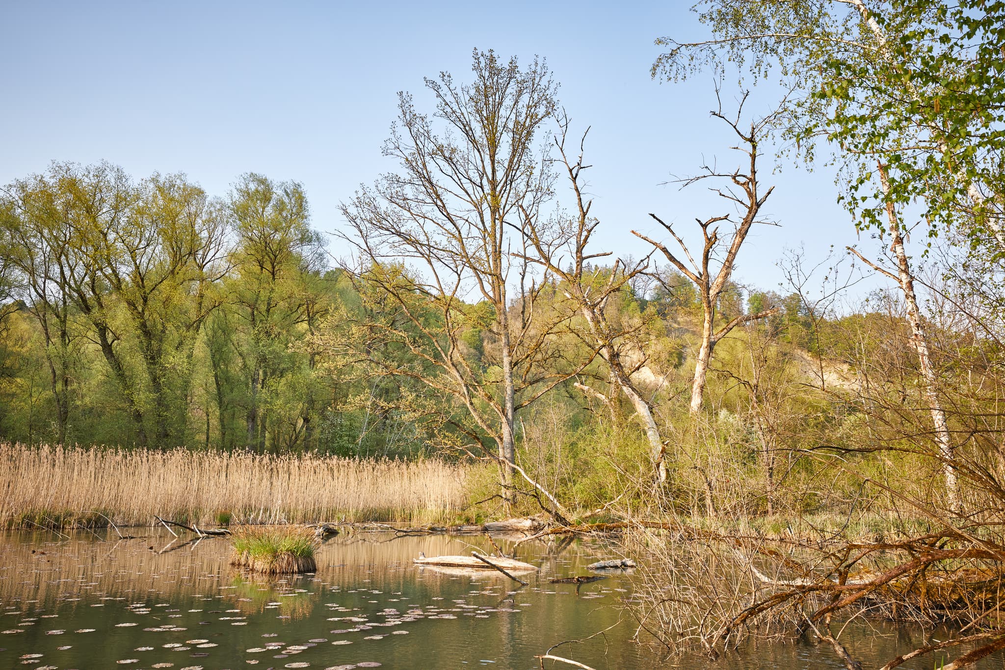 Idyllisches Altwasser Naturschutzgebiet bei Marktl im Landkreis Altötting, Oberbayern. Die Region Inn-Salzach in Deutschland bietet unberührte Natur.