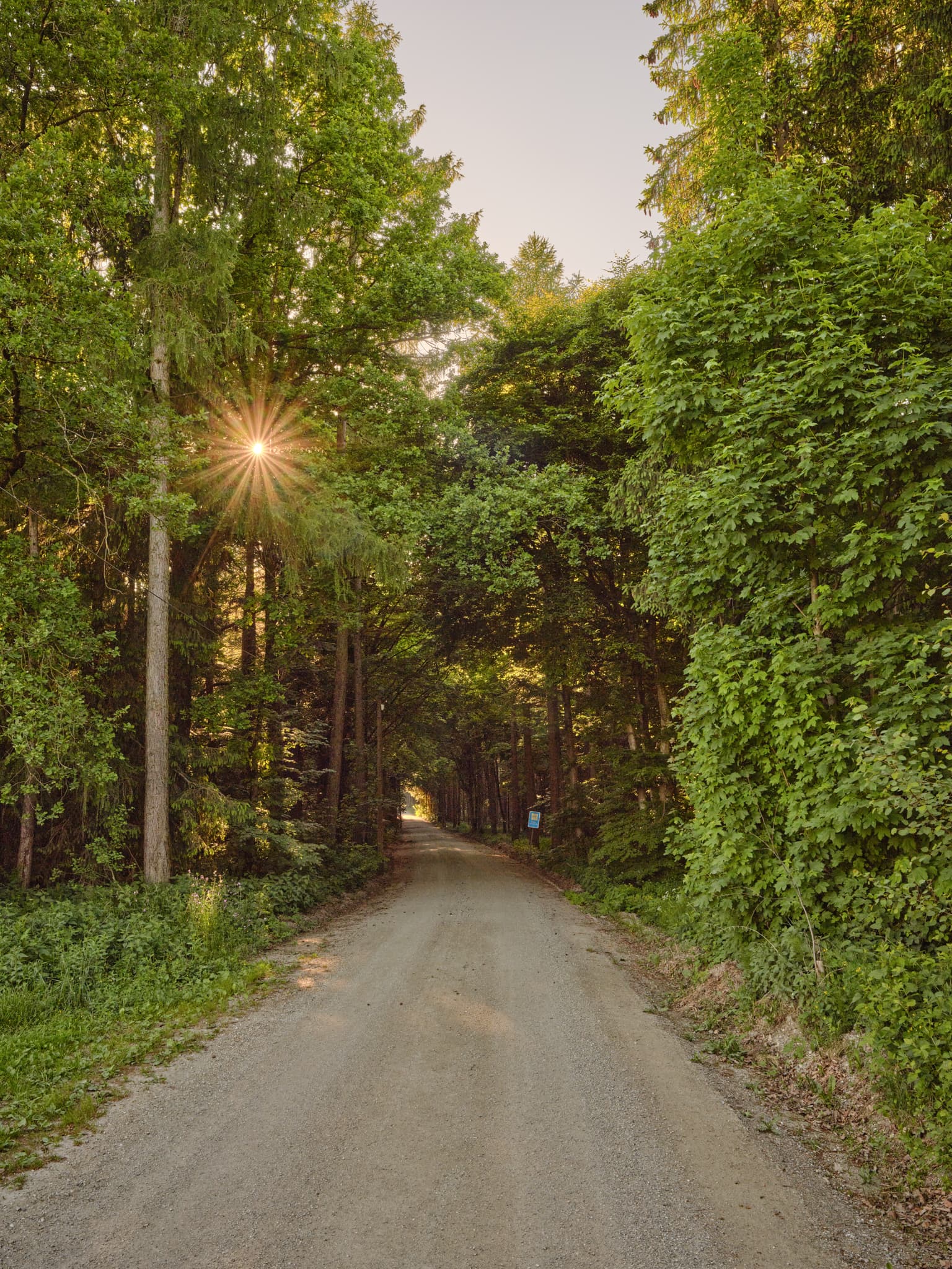 Ein Waldweg führt durch die grüne Landschaft bei Waldberg von Thaler Graben, Reischach, im Landkreis Altötting, Oberbayern, Inn-Salzach-Region in Deutschland.