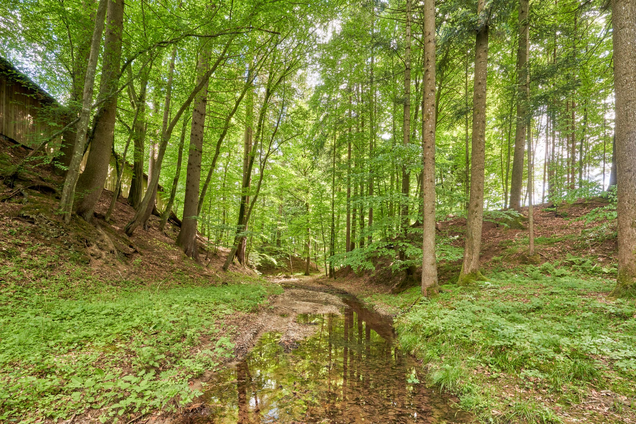 Ein Bach durchzieht das grüne Waldgebiet bei Birnbach, Ortsteil von Erlbach, im Landkreis Altötting, Oberbayern, Deutschland. Naturbild der Region Inn-Salzach.